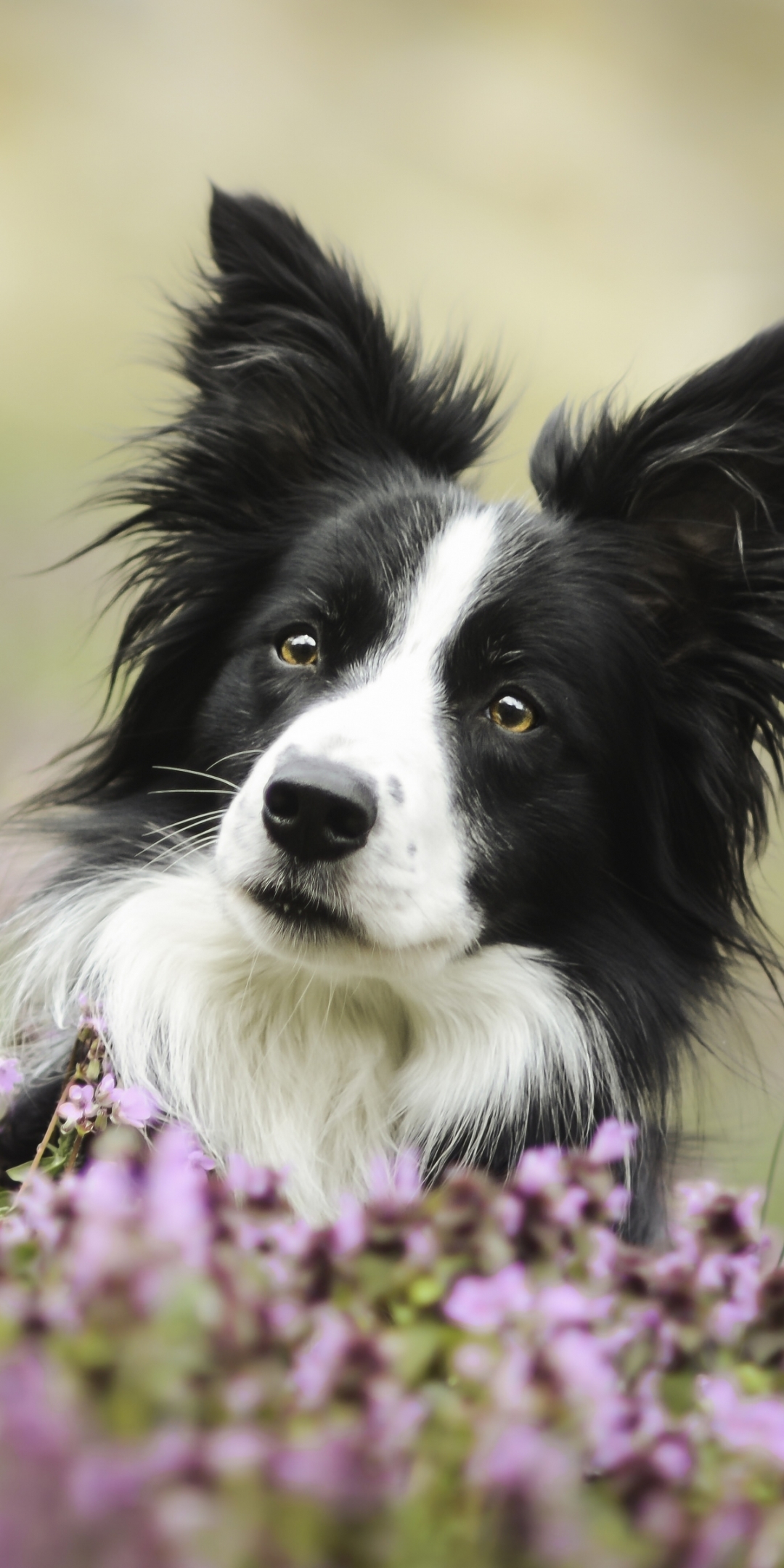 Handy-Wallpaper Tiere, Hunde, Hund, Bokeh, Border Collie kostenlos herunterladen.