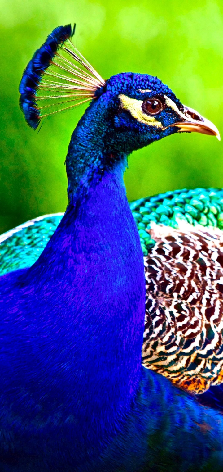 Download mobile wallpaper Birds, Bird, Animal, Peacock, Peafowl for free.
