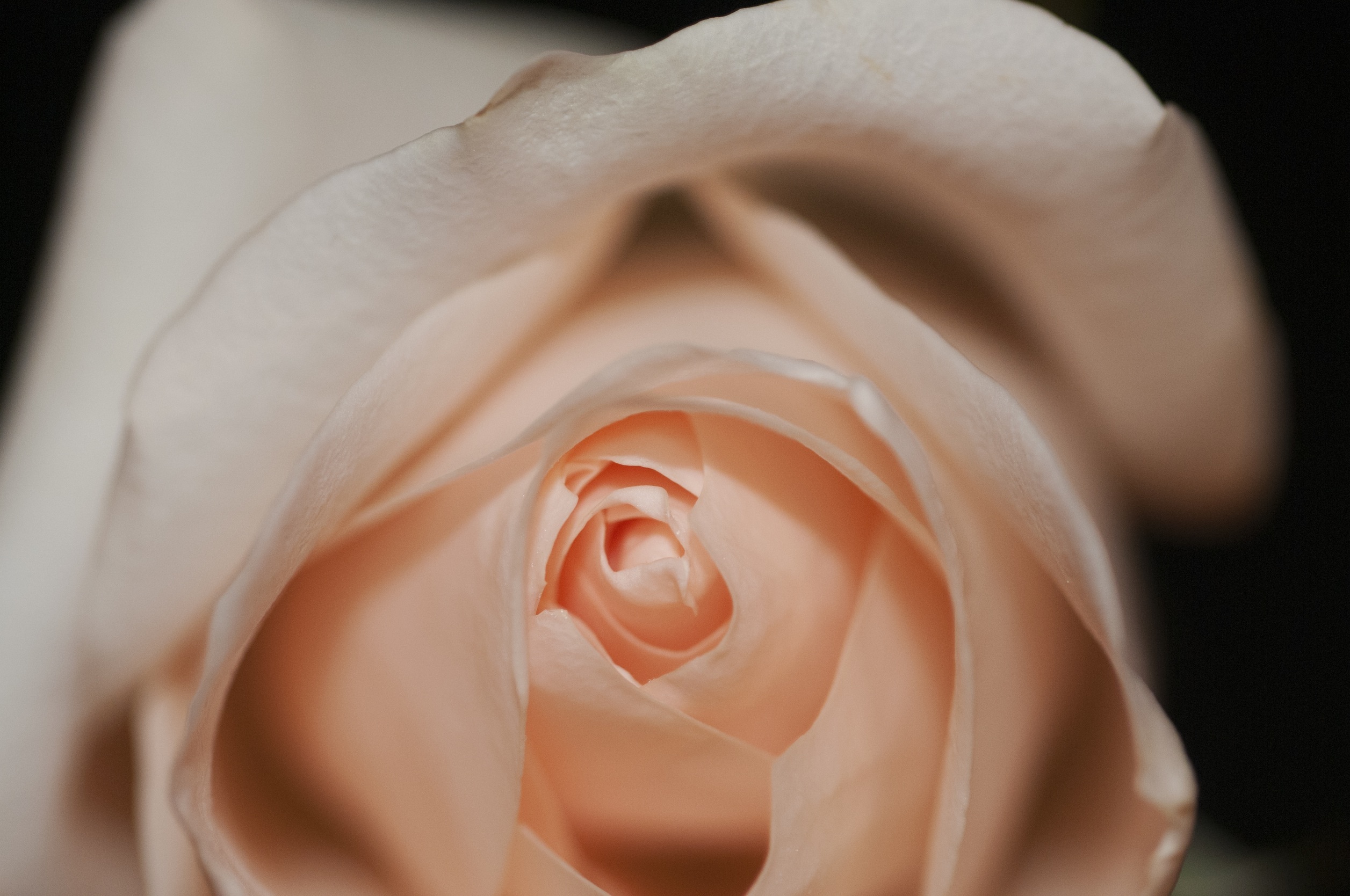 Laden Sie das Makro, Knospe, Bud, Rose, Blütenblätter-Bild kostenlos auf Ihren PC-Desktop herunter