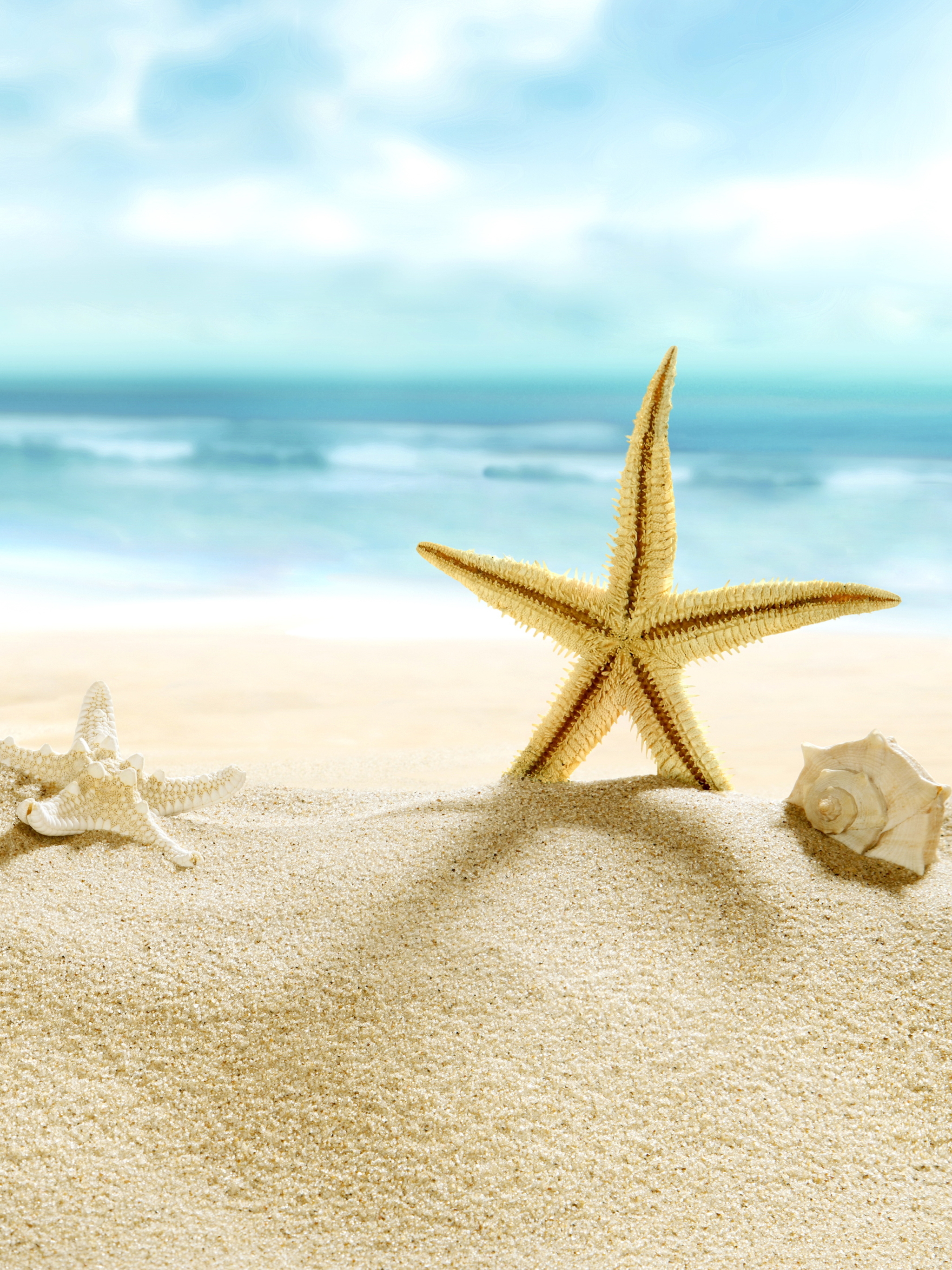 Download mobile wallpaper Beach, Sand, Starfish, Ocean, Close Up, Earth, Shell, Depth Of Field for free.