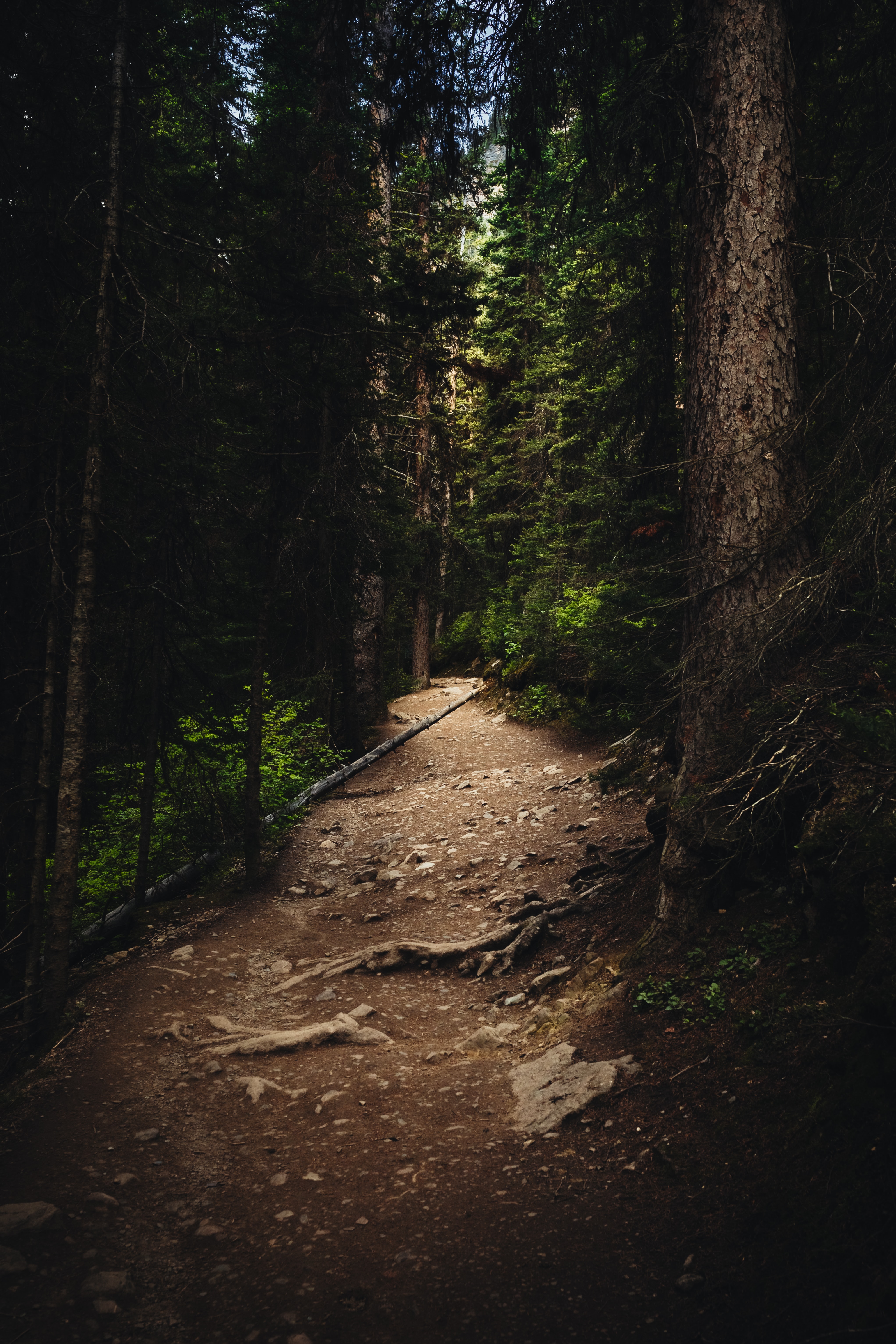 Free download wallpaper Nature, Trees, Forest, Spruce, Fir, Path on your PC desktop