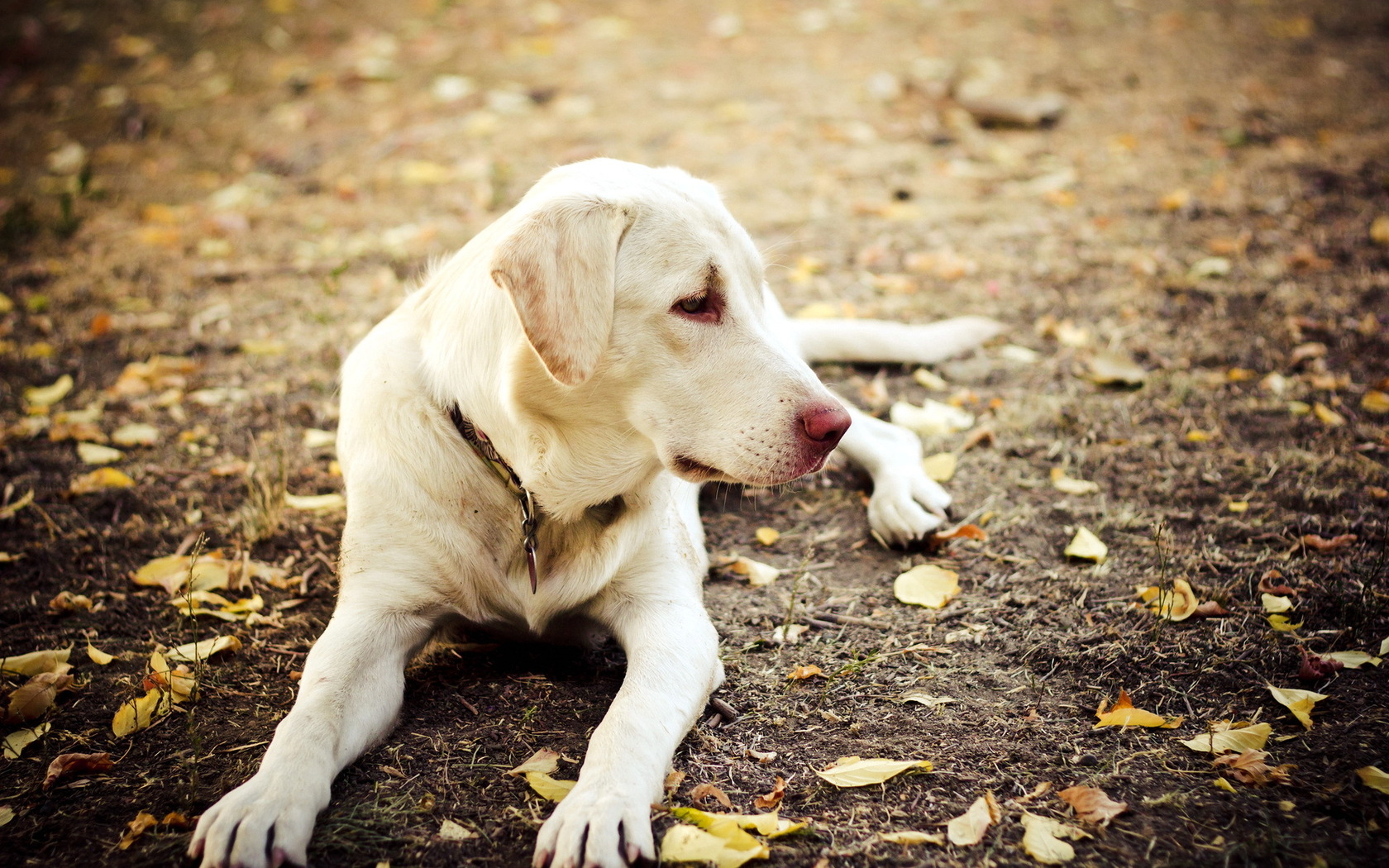 Baixar papel de parede para celular de Cães, Cão, Animais gratuito.