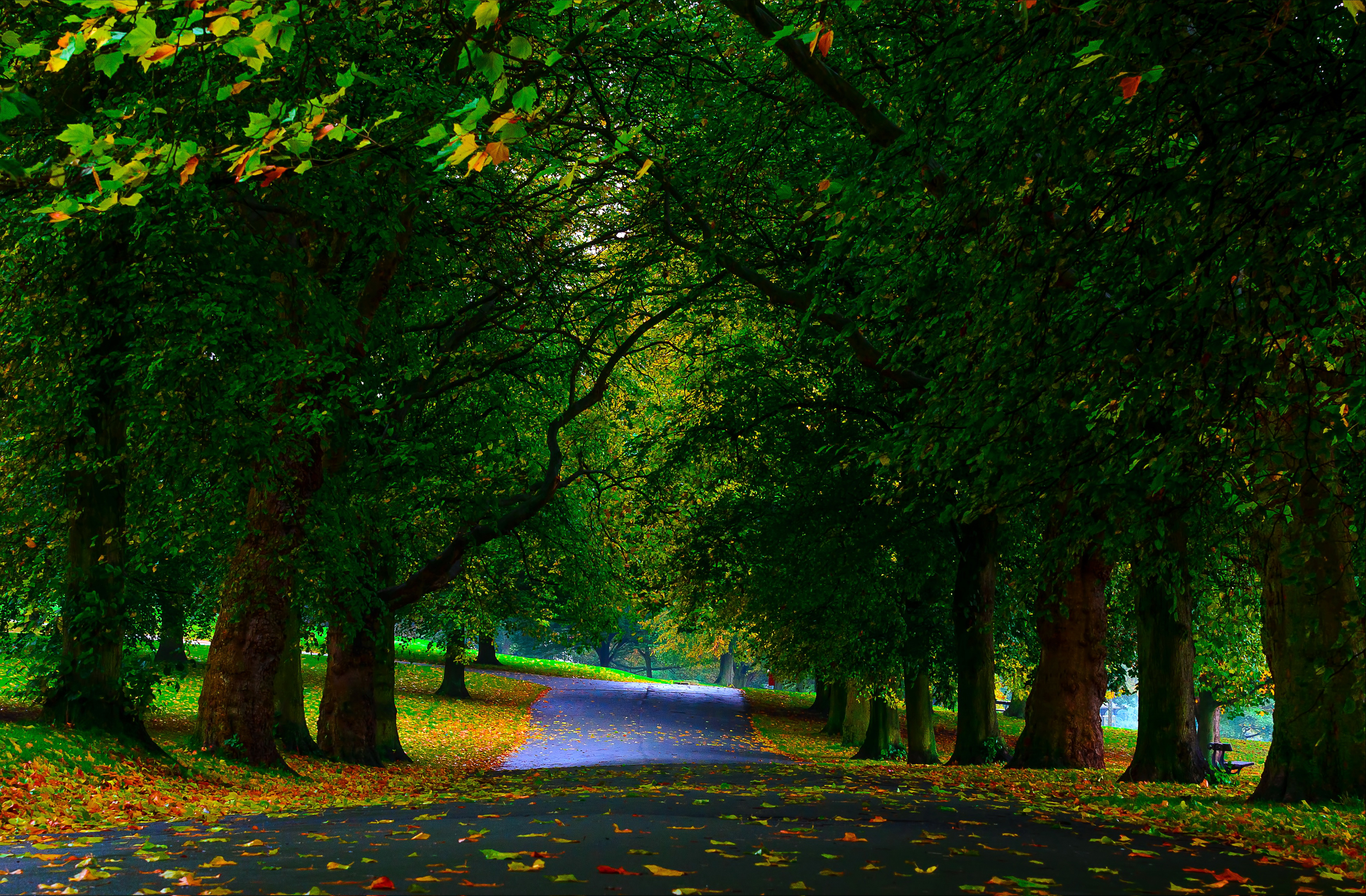 Скачать обои бесплатно Осень, Дорога, Парк, Дерево, Зеленый, Листва, Сделано Человеком, Обсаженный Деревьями картинка на рабочий стол ПК