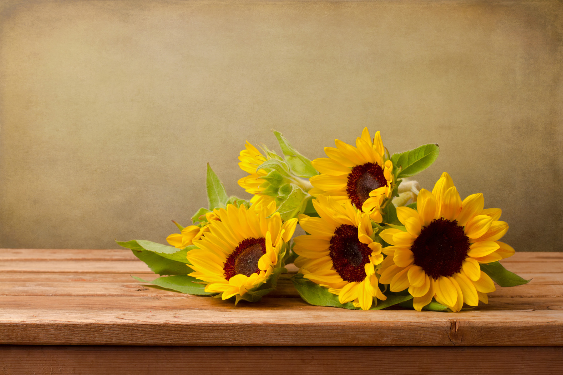 Laden Sie das Blumen, Blume, Sonnenblume, Gelbe Blume, Erde/natur-Bild kostenlos auf Ihren PC-Desktop herunter