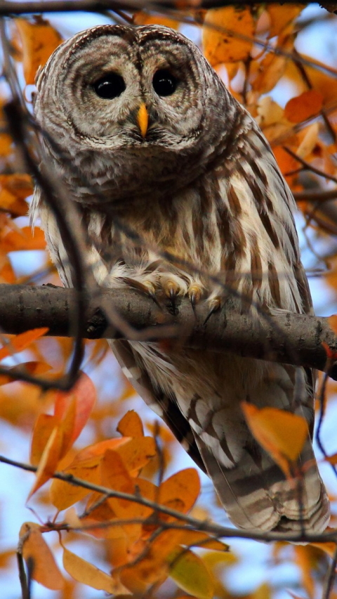 Descarga gratuita de fondo de pantalla para móvil de Animales, Búho, Aves.