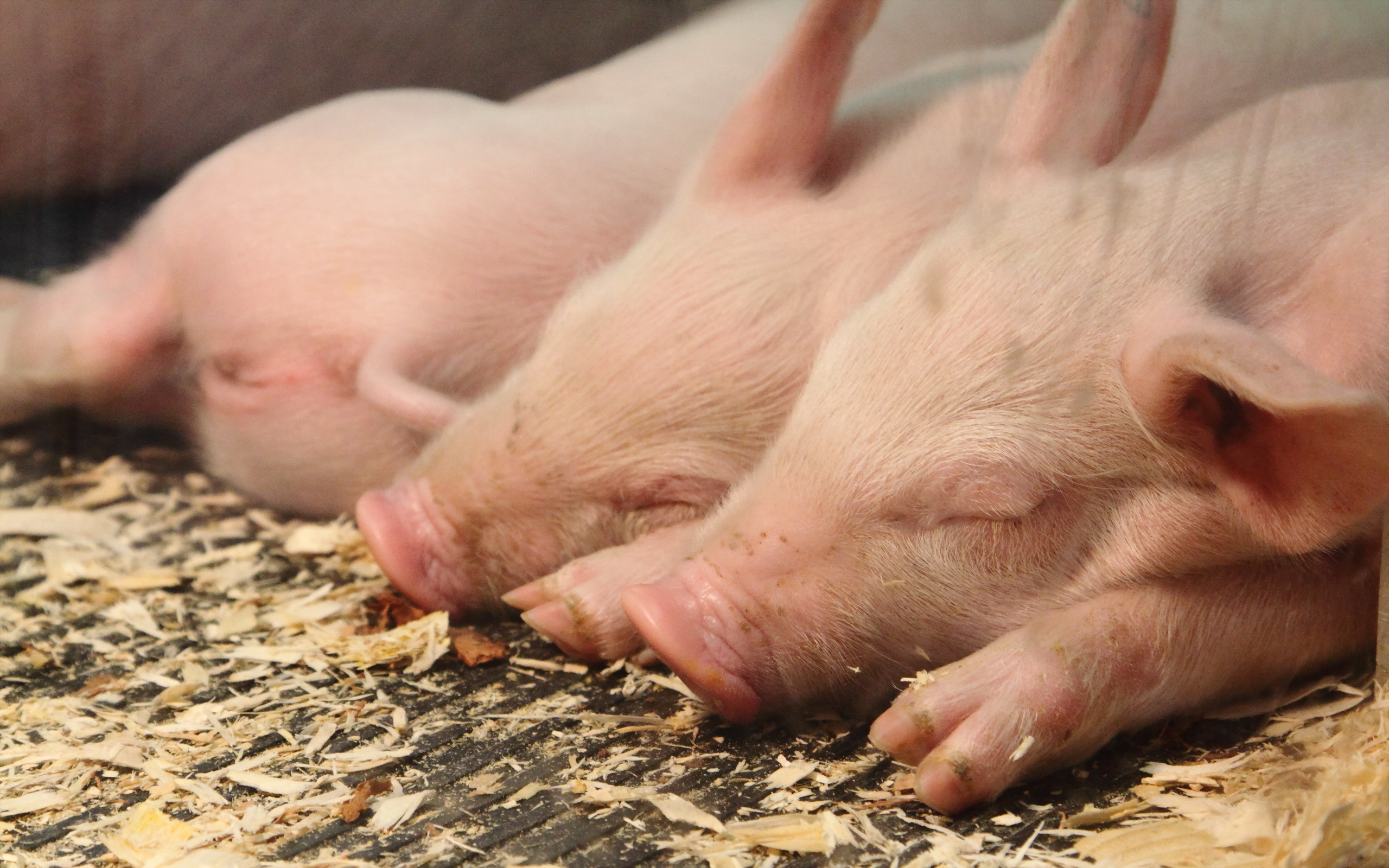 無料モバイル壁紙動物, 豚, 睡眠をダウンロードします。