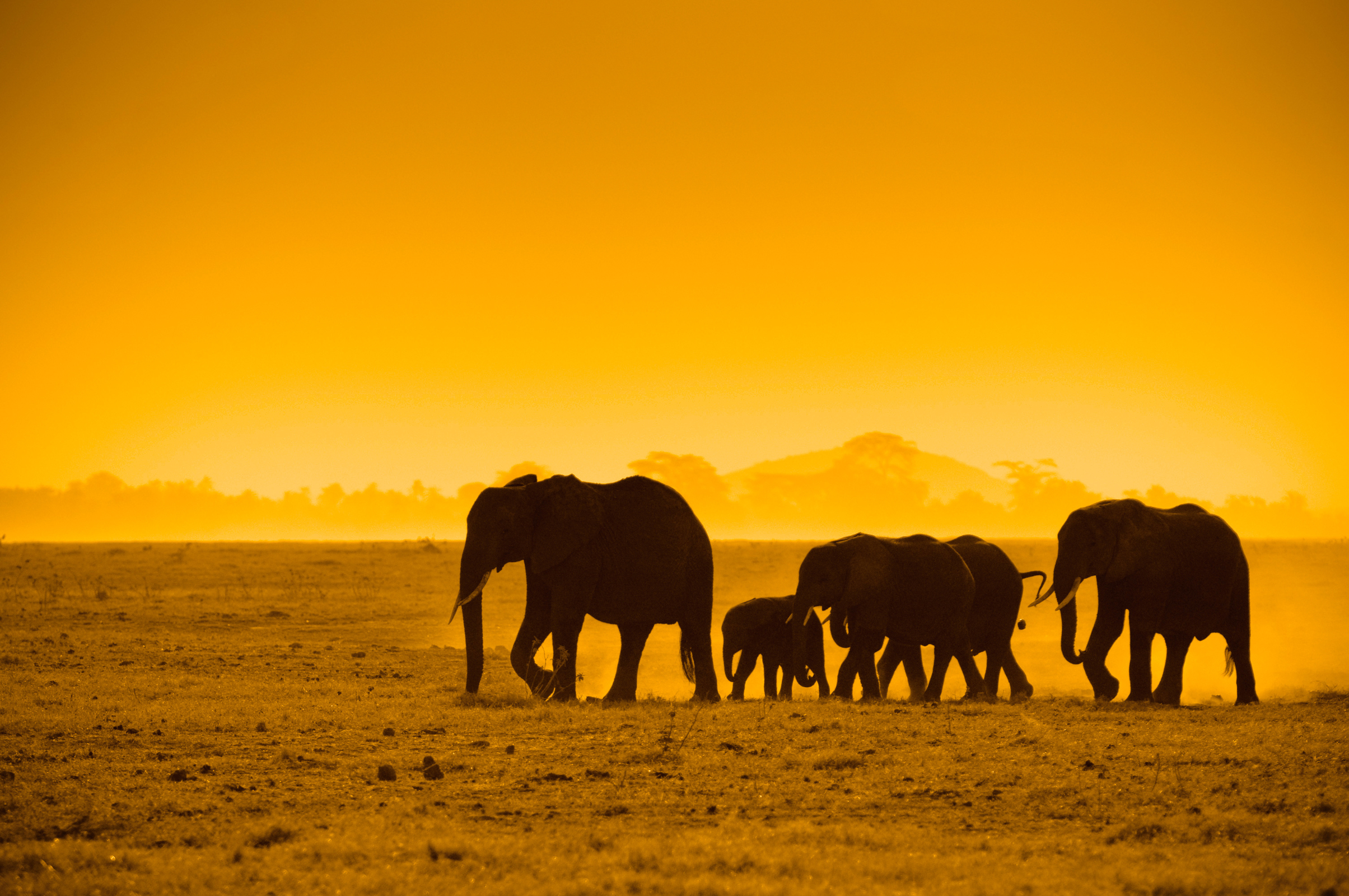 Download mobile wallpaper Sunset, Elephants, Animal, Africa, African Bush Elephant for free.