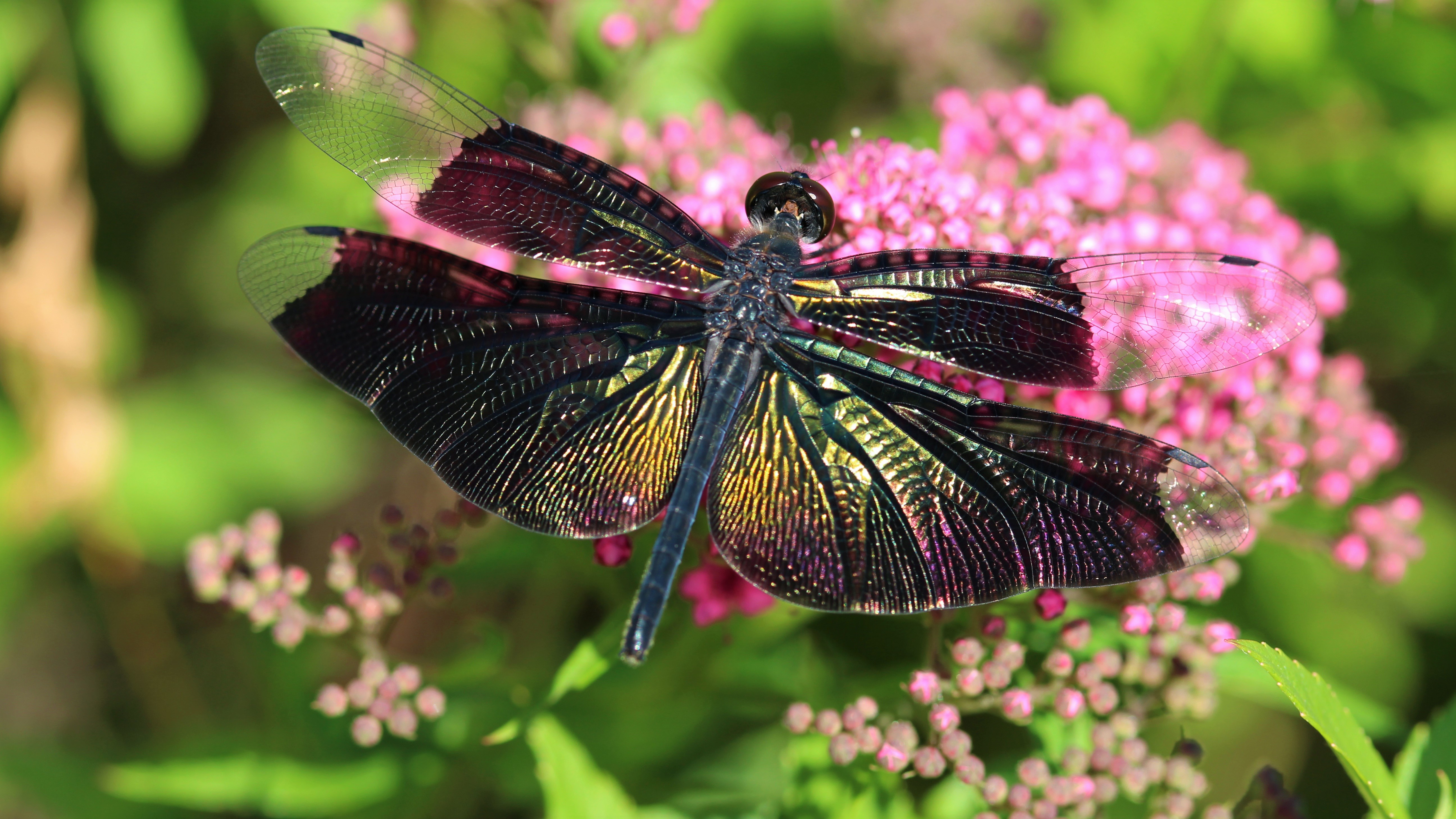 Free download wallpaper Insects, Flower, Macro, Leaf, Animal, Dragonfly on your PC desktop