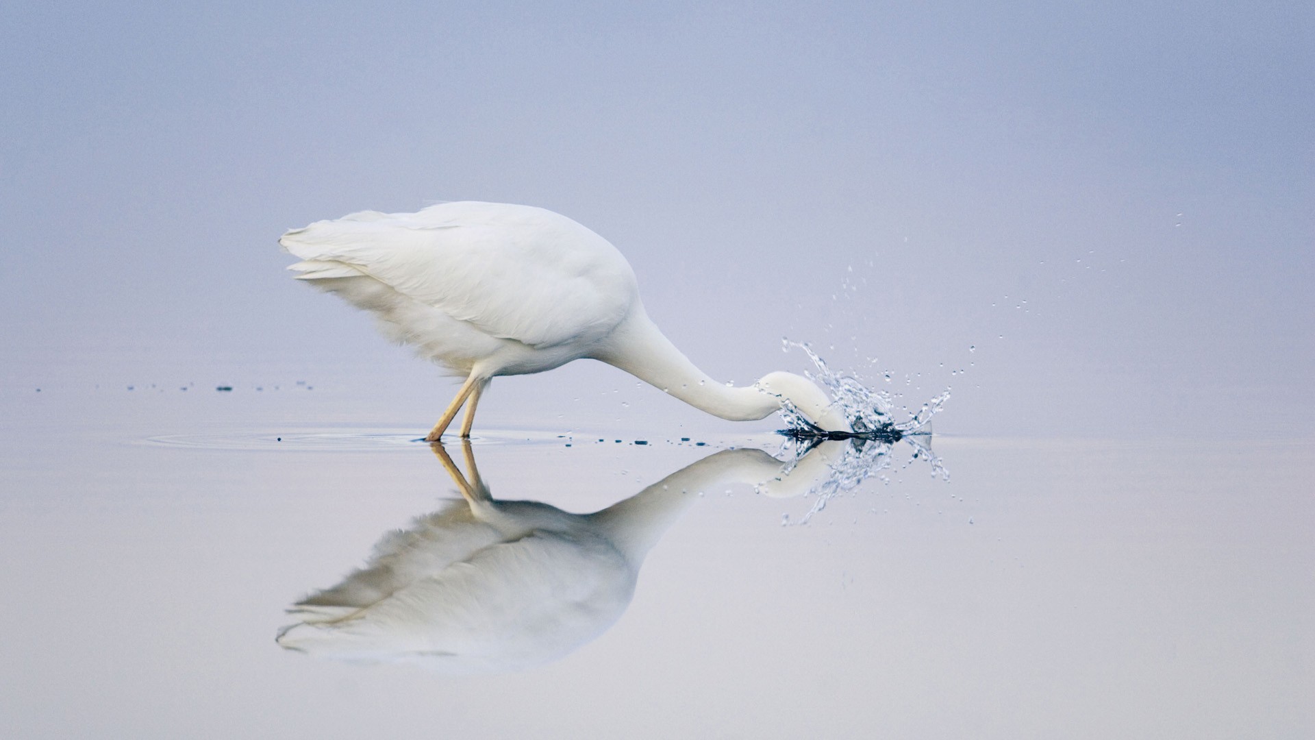 Baixar papel de parede para celular de Pássaro, Aves, Animais gratuito.