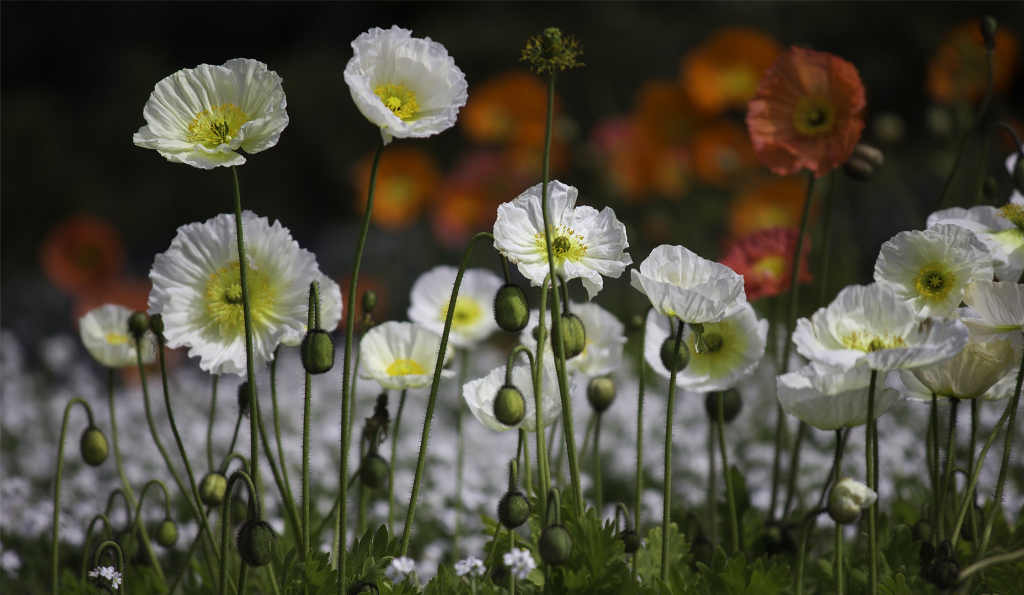 Handy-Wallpaper Natur, Blumen, Mohn, Sommer, Blume, Weiße Blume, Erde/natur kostenlos herunterladen.