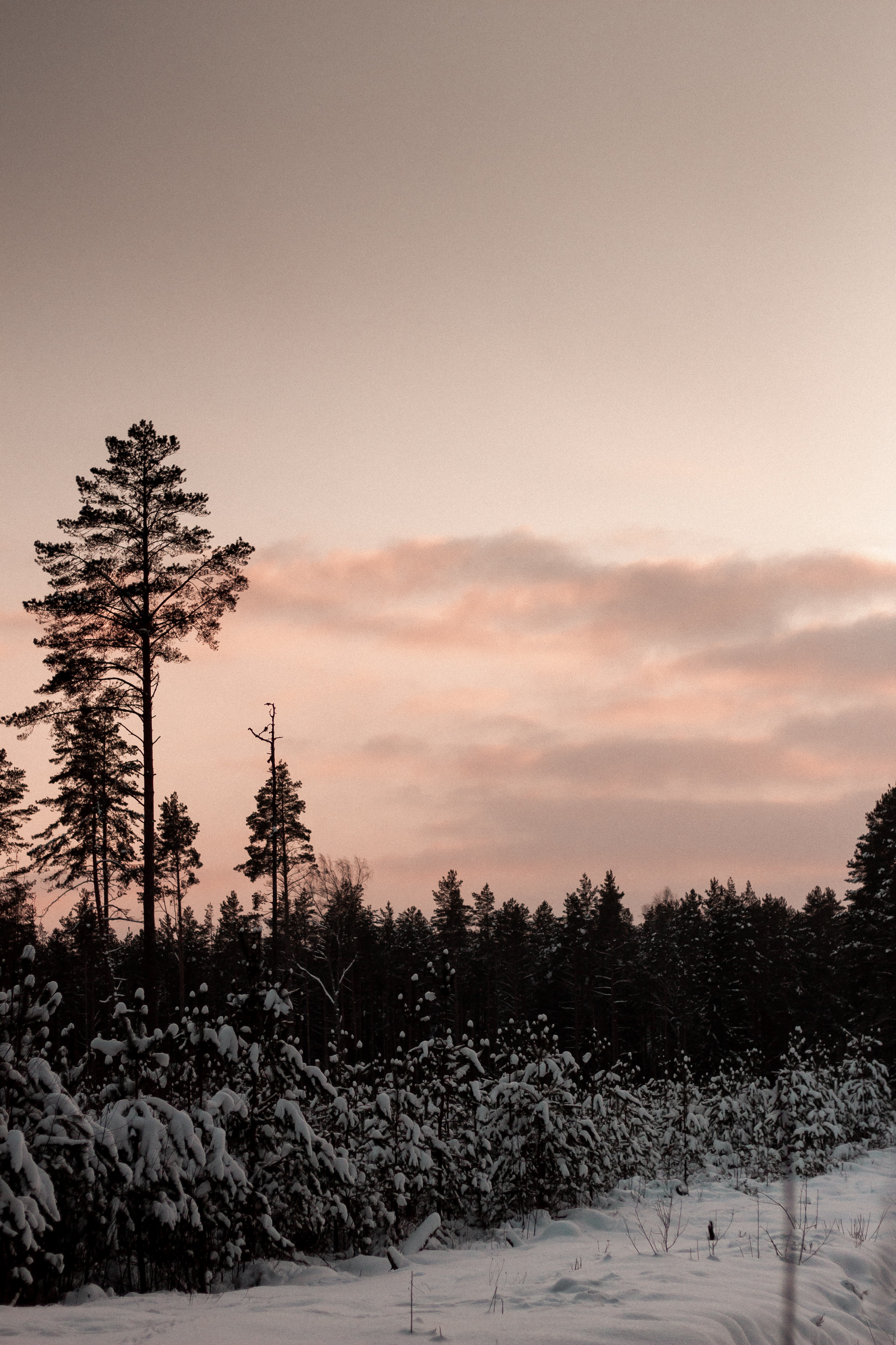 Скачать картинку Сумерки, Деревья, Природа, Снег, Лес, Зима в телефон бесплатно.