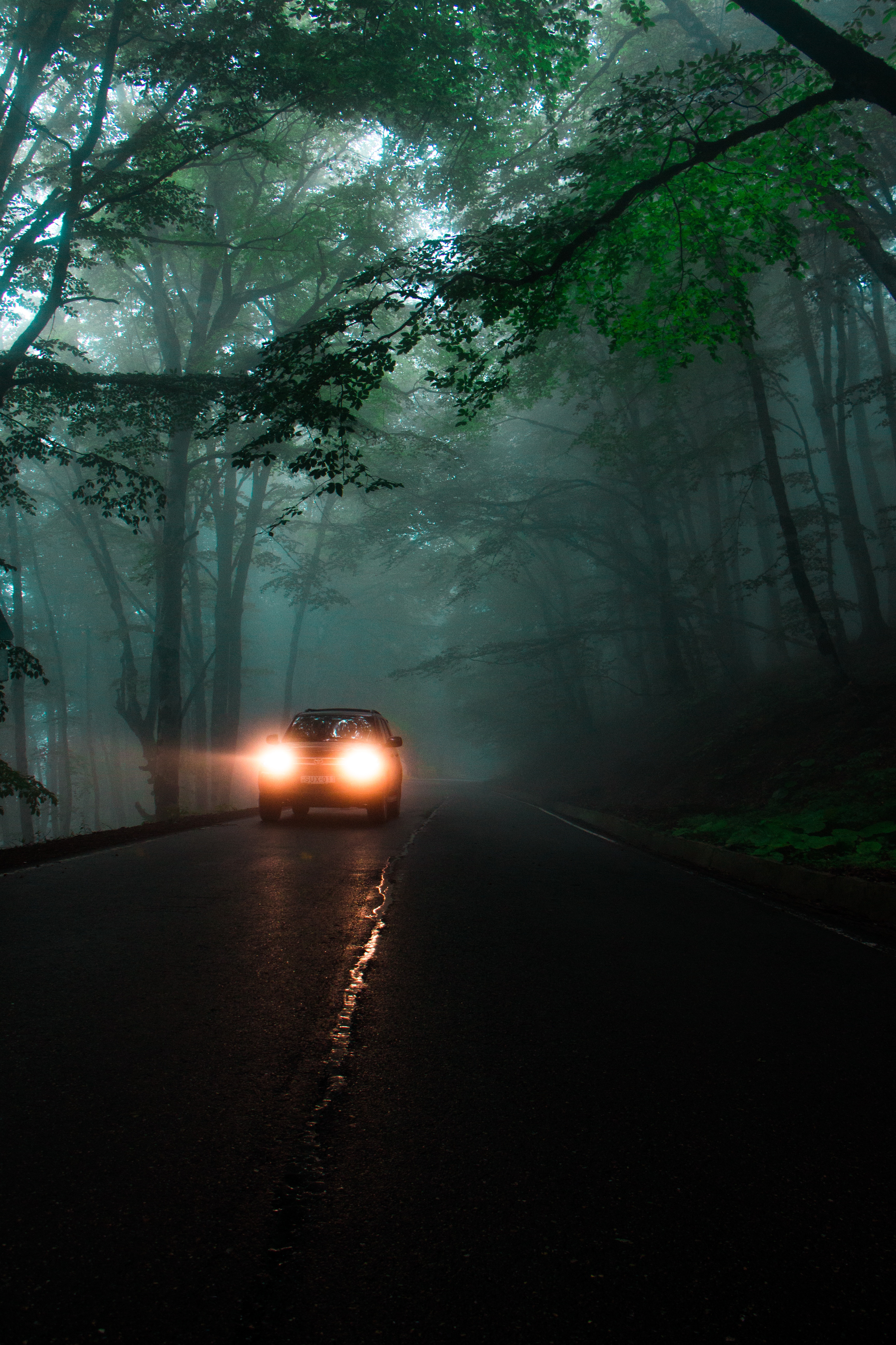 road, shine, dark, trees, lights, light, fog, car, headlights