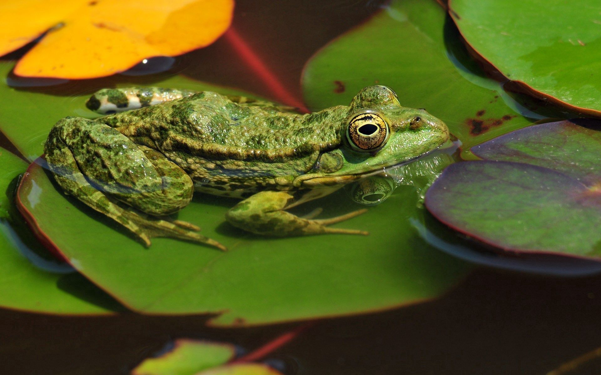 無料モバイル壁紙沼地, 動物, 水, 葉, カエル, 蛙をダウンロードします。