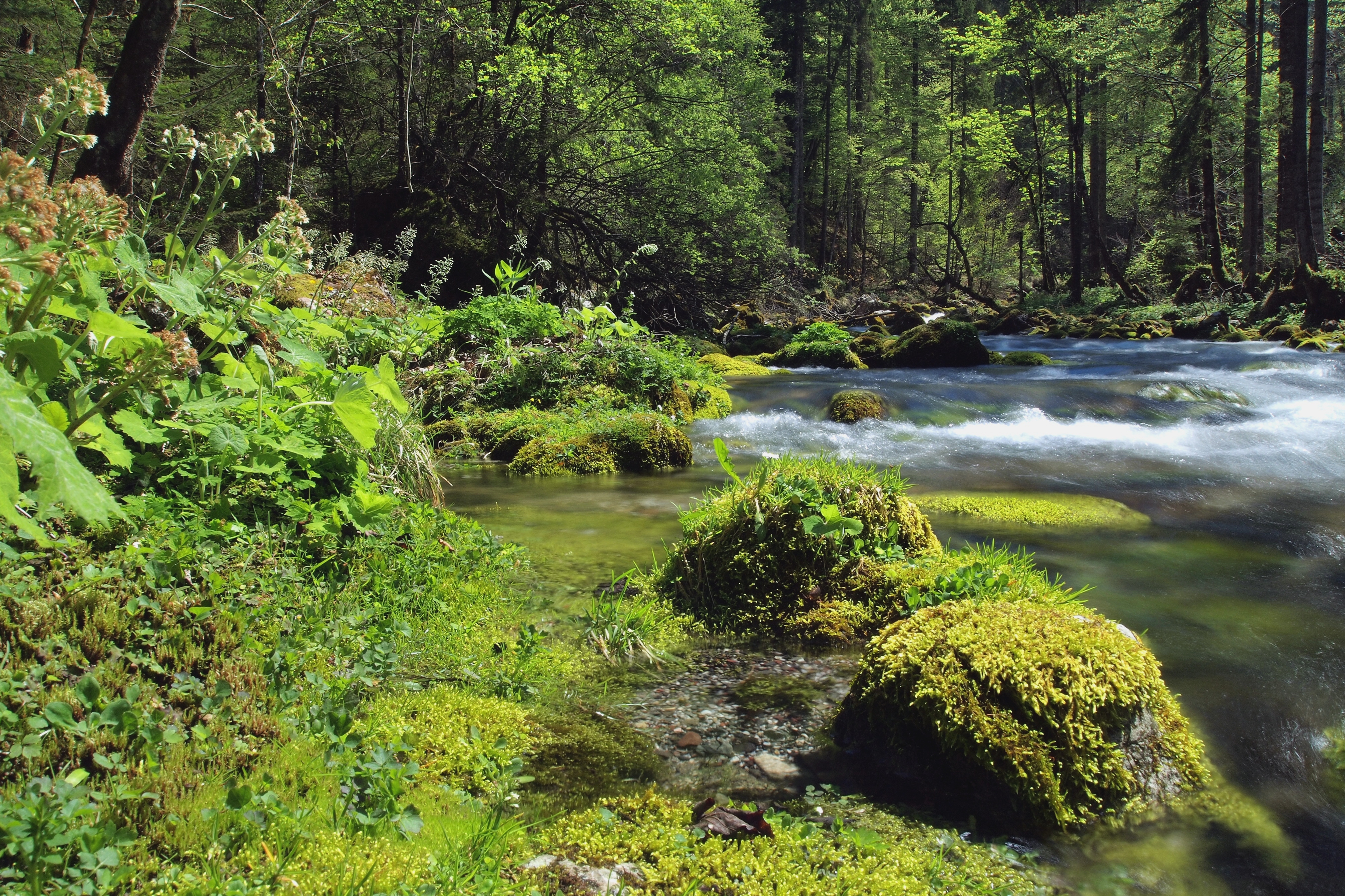 Скачати мобільні шпалери Природа, Річка, Ліс, Пейзаж безкоштовно.