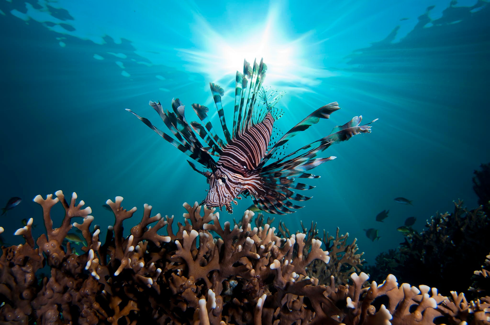 Download mobile wallpaper Fishes, Coral, Animal, Fish, Underwater, Lionfish, Sunbeam for free.