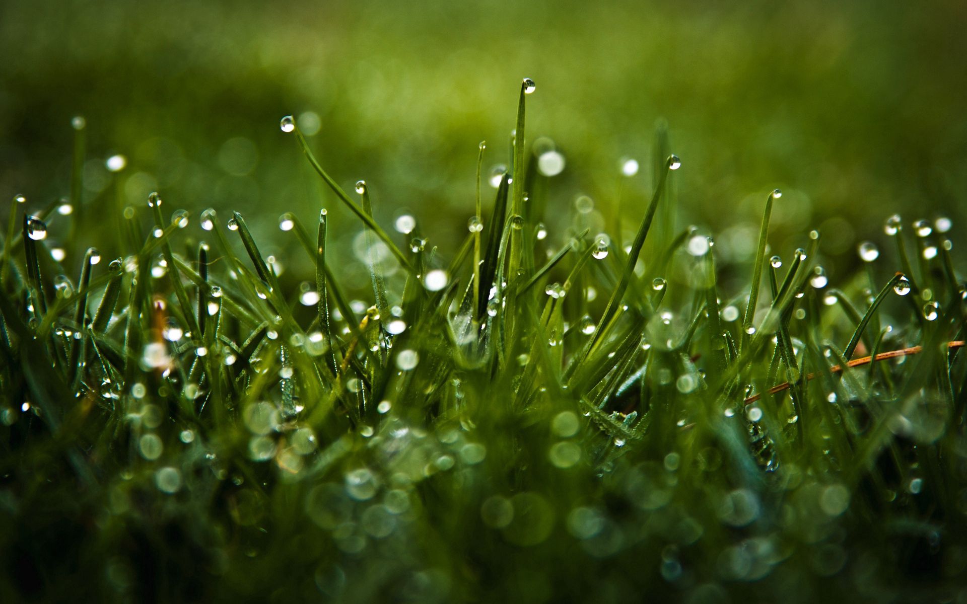 Desktop FHD grass, drops, macro, glare, dew