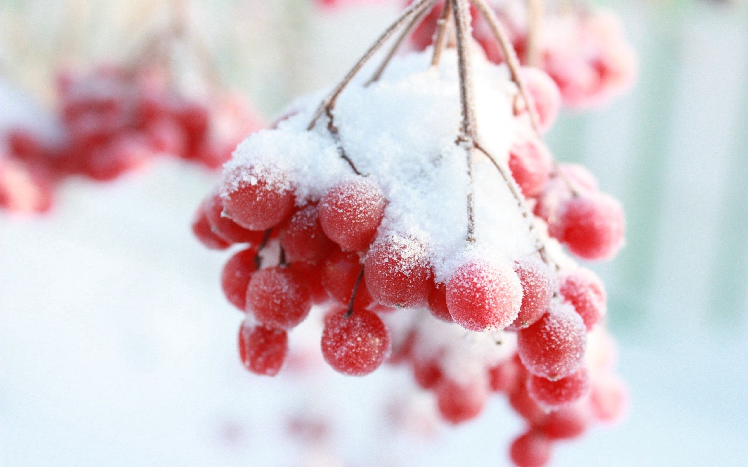 Free download wallpaper Winter, Snow, Macro, Branch, Berry, Rowan on your PC desktop