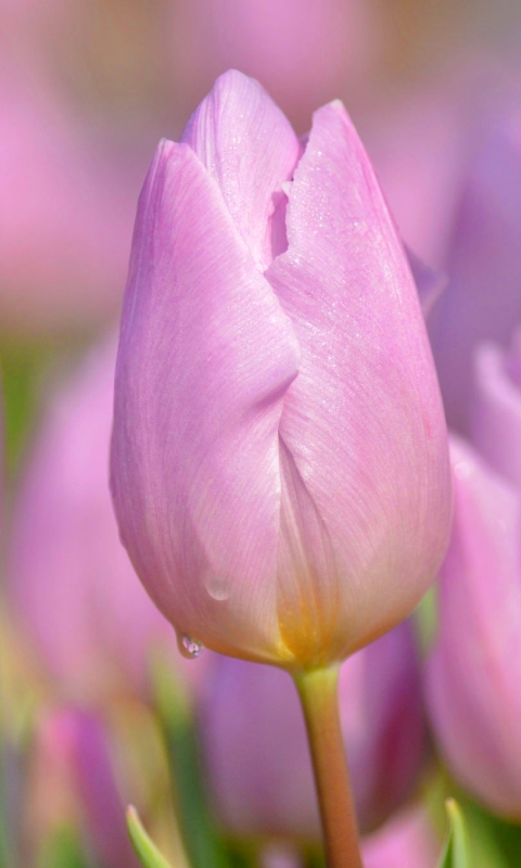 Téléchargez des papiers peints mobile Fleurs, Été, Fleur, Tulipe, Terre/nature, Fleur Rose gratuitement.