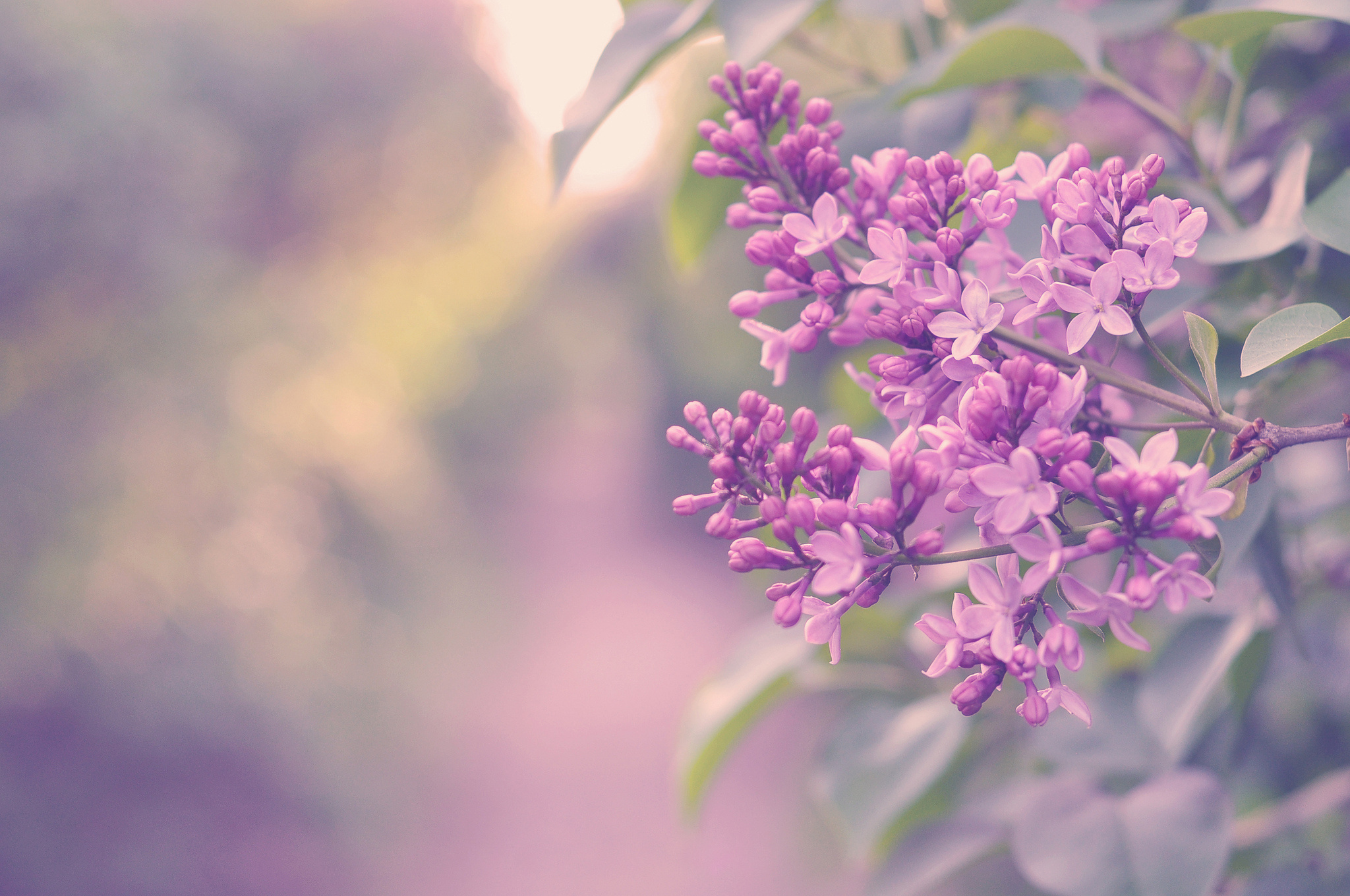 Descarga gratuita de fondo de pantalla para móvil de Flores, Florecer, Tierra/naturaleza.