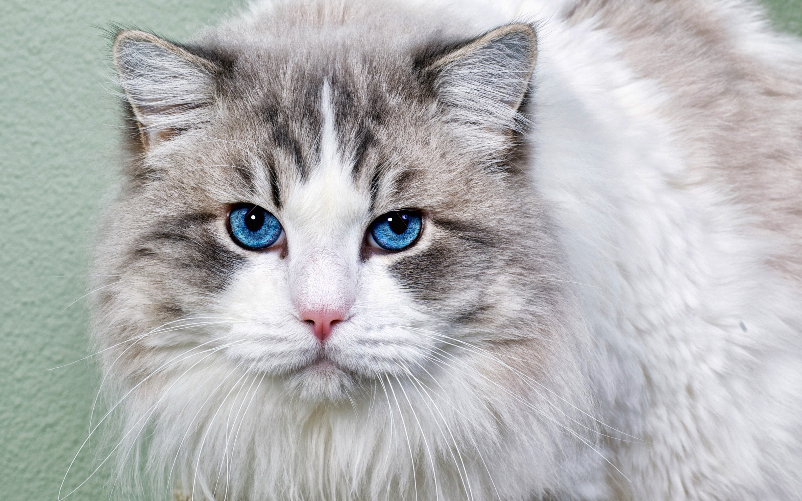 Téléchargez des papiers peints mobile Animaux, Chat gratuitement.