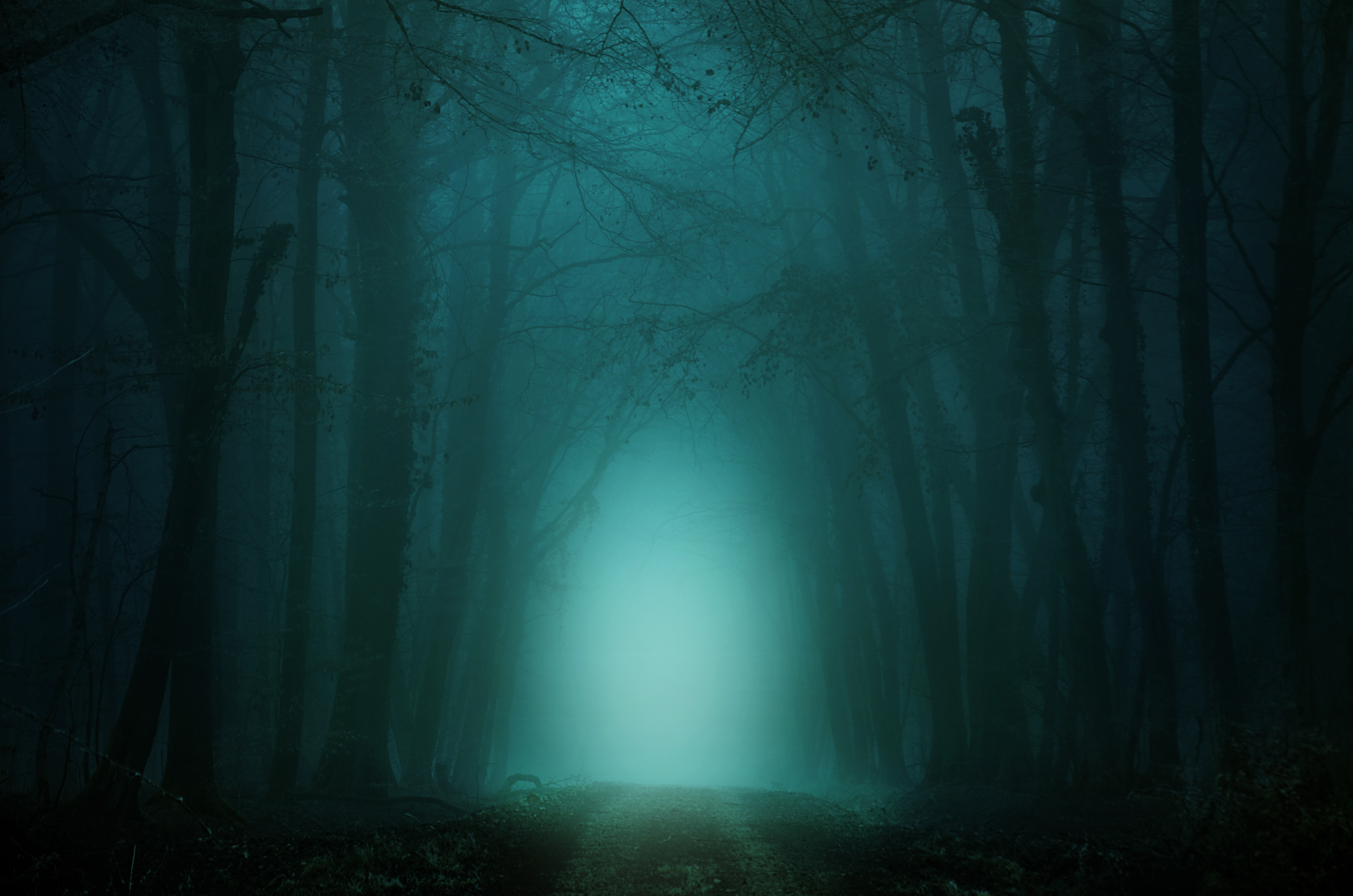 twilight, trail, forest, nature, trees, fog, path, dusk cellphone