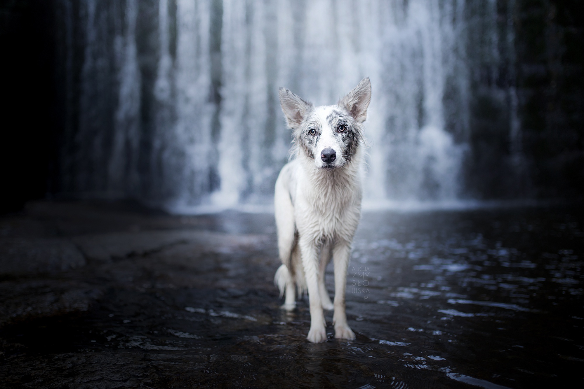 Baixe gratuitamente a imagem Animais, Cães, Cão, Cachoeira na área de trabalho do seu PC