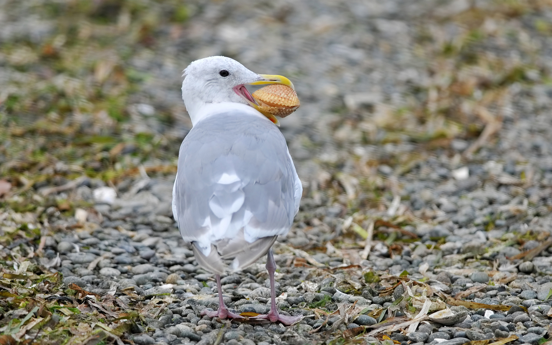 PCデスクトップに動物, 鳥画像を無料でダウンロード