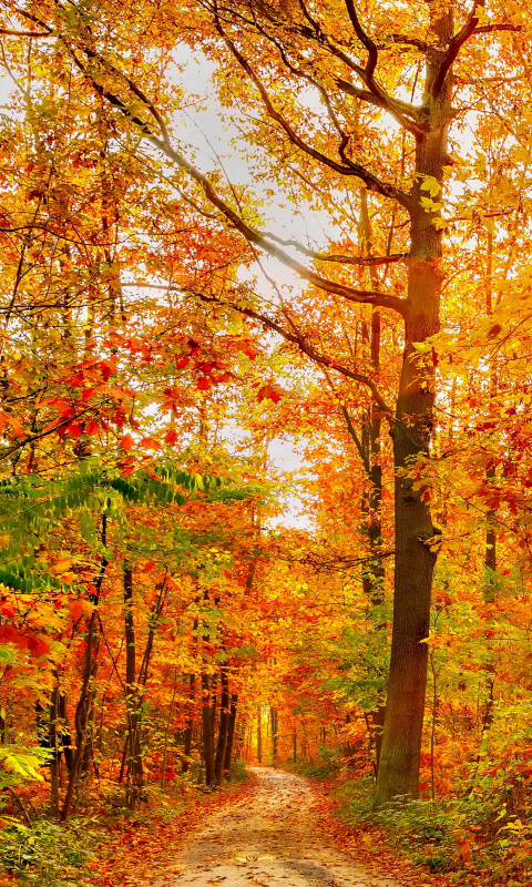 無料モバイル壁紙自然, 木, 秋, 明るい, 道, 森, 地球, サンビームをダウンロードします。