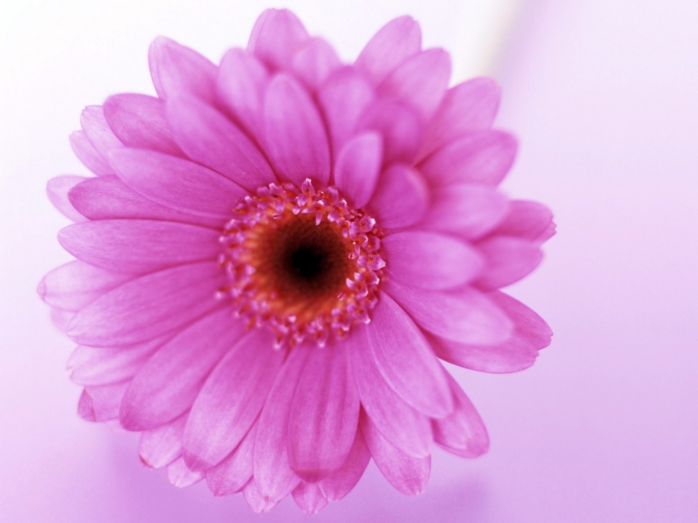 48268 descargar imagen violeta, plantas, flores: fondos de pantalla y protectores de pantalla gratis