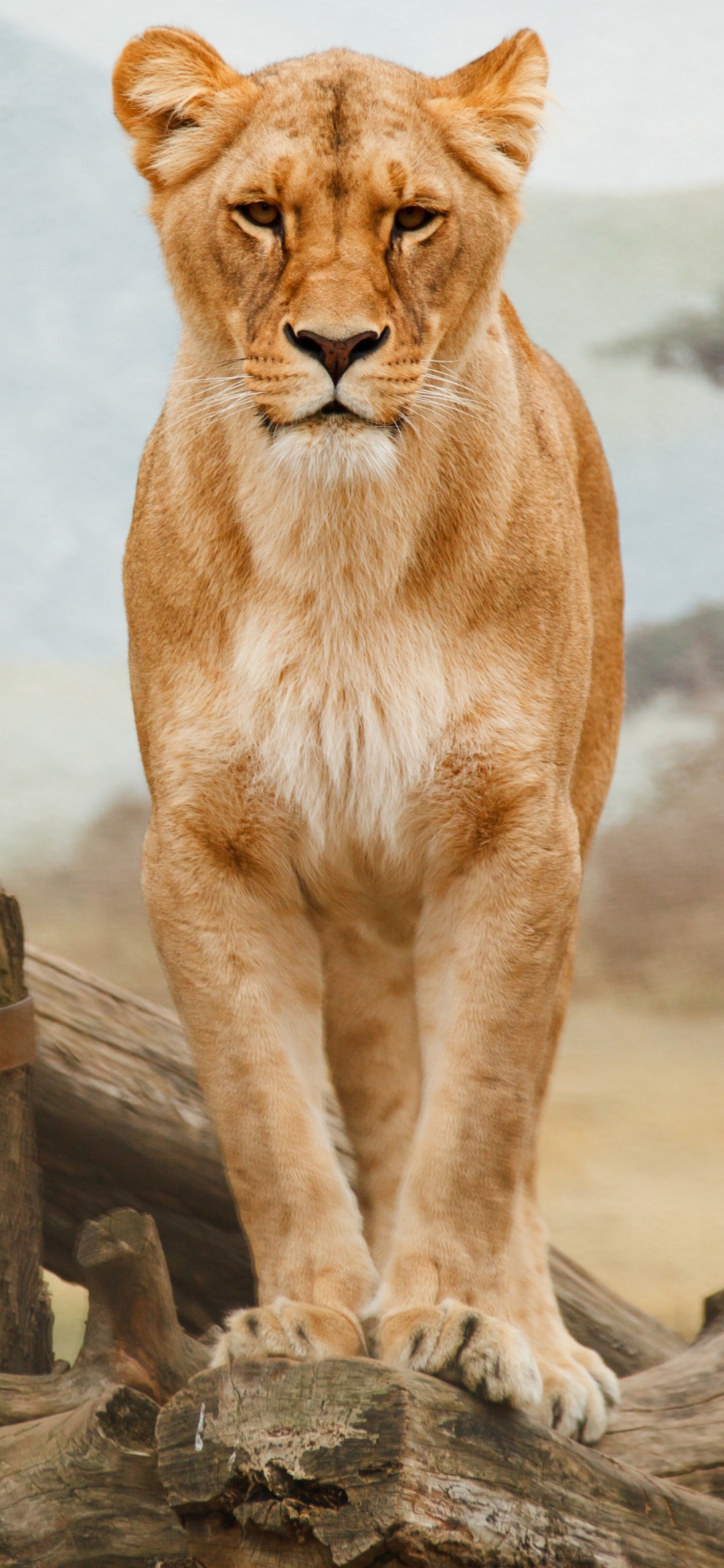 Téléchargez des papiers peints mobile Animaux, Chats, Lion gratuitement.