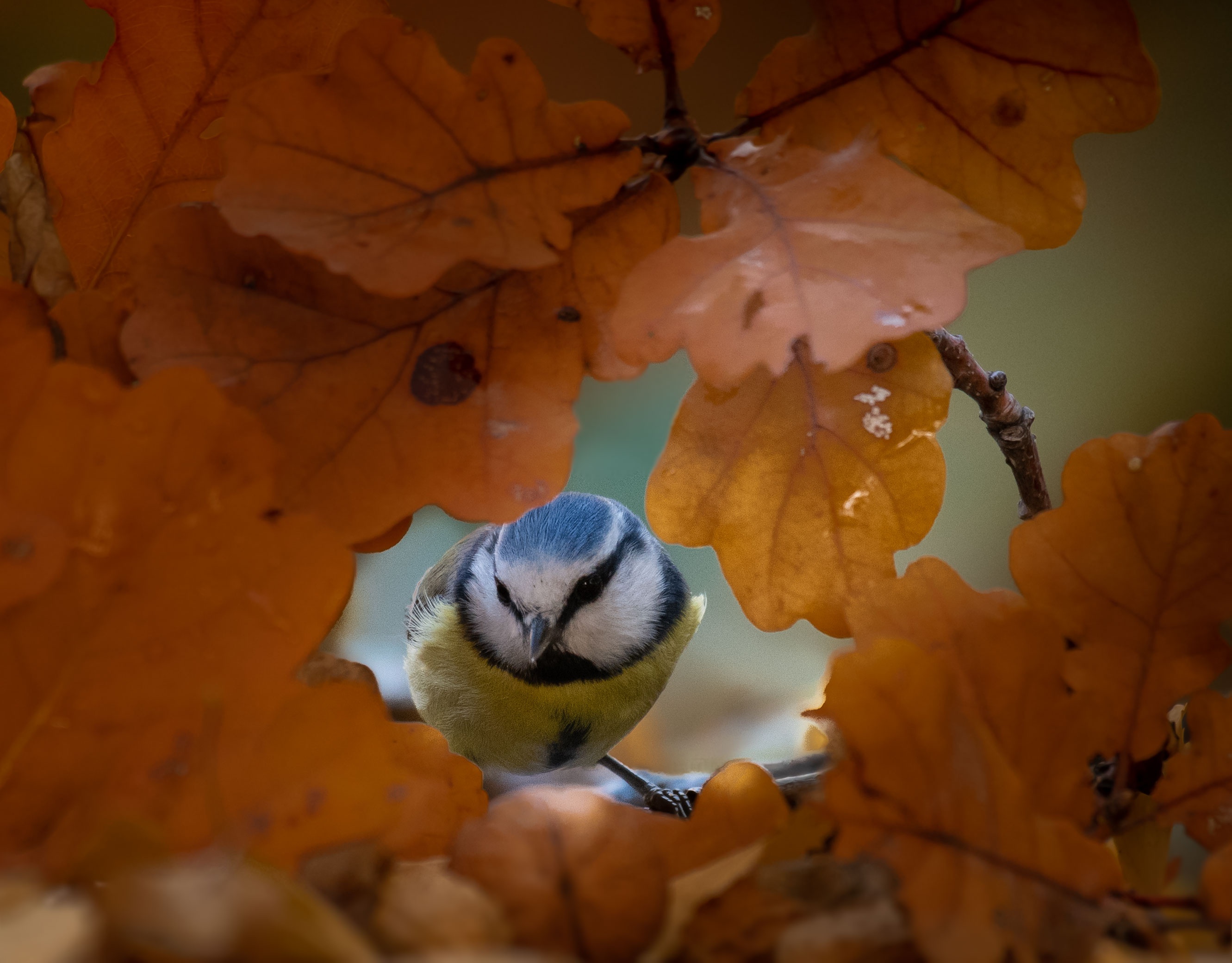 Descarga gratis la imagen Animales, Otoño, Hoja, Aves, Ave, Herrerillo Bicolor en el escritorio de tu PC