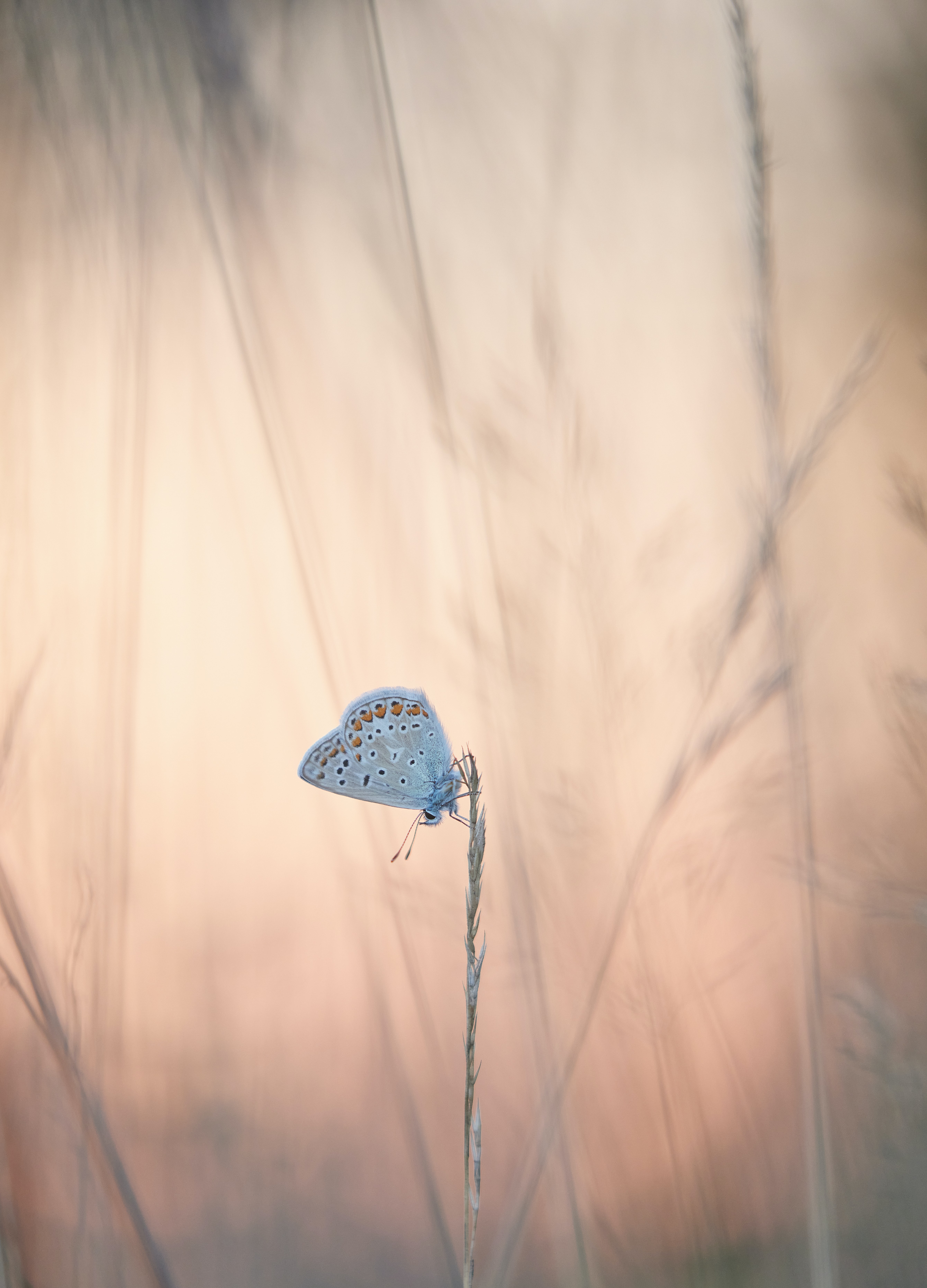 Best Butterflies Desktop Backgrounds