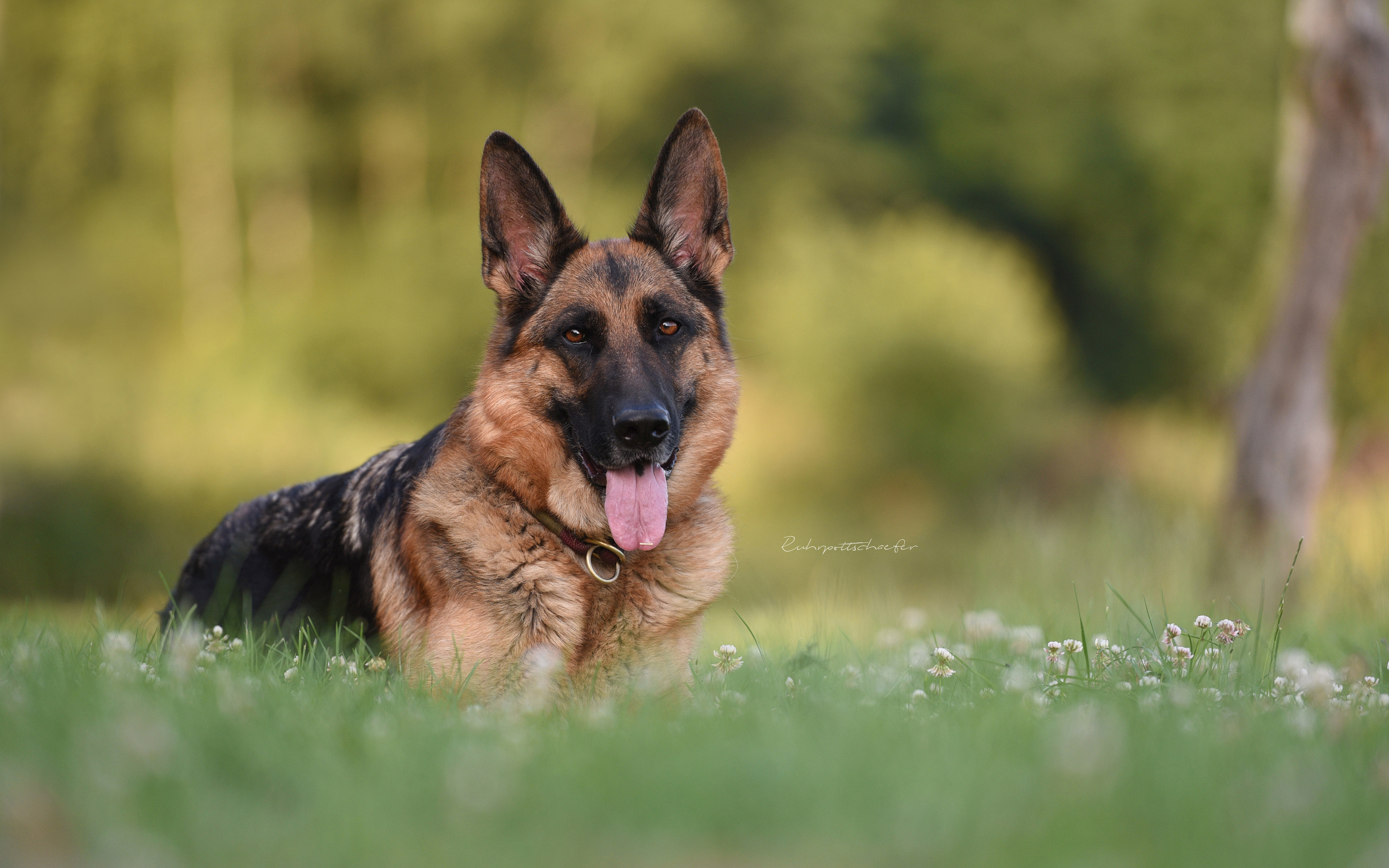 Handy-Wallpaper Tiere, Hunde, Schäferhund kostenlos herunterladen.