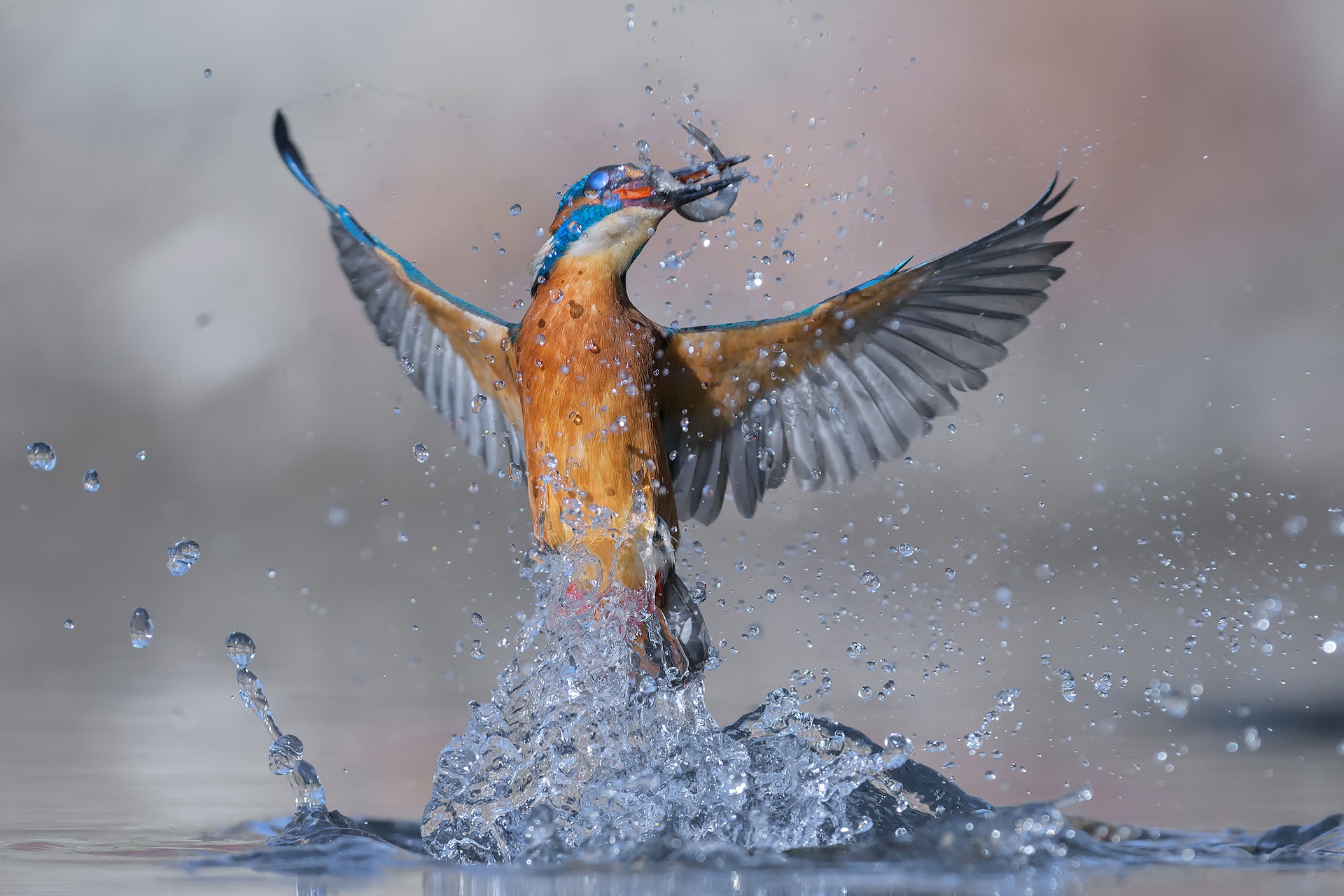 Download mobile wallpaper Birds, Bird, Splash, Animal, Kingfisher for free.