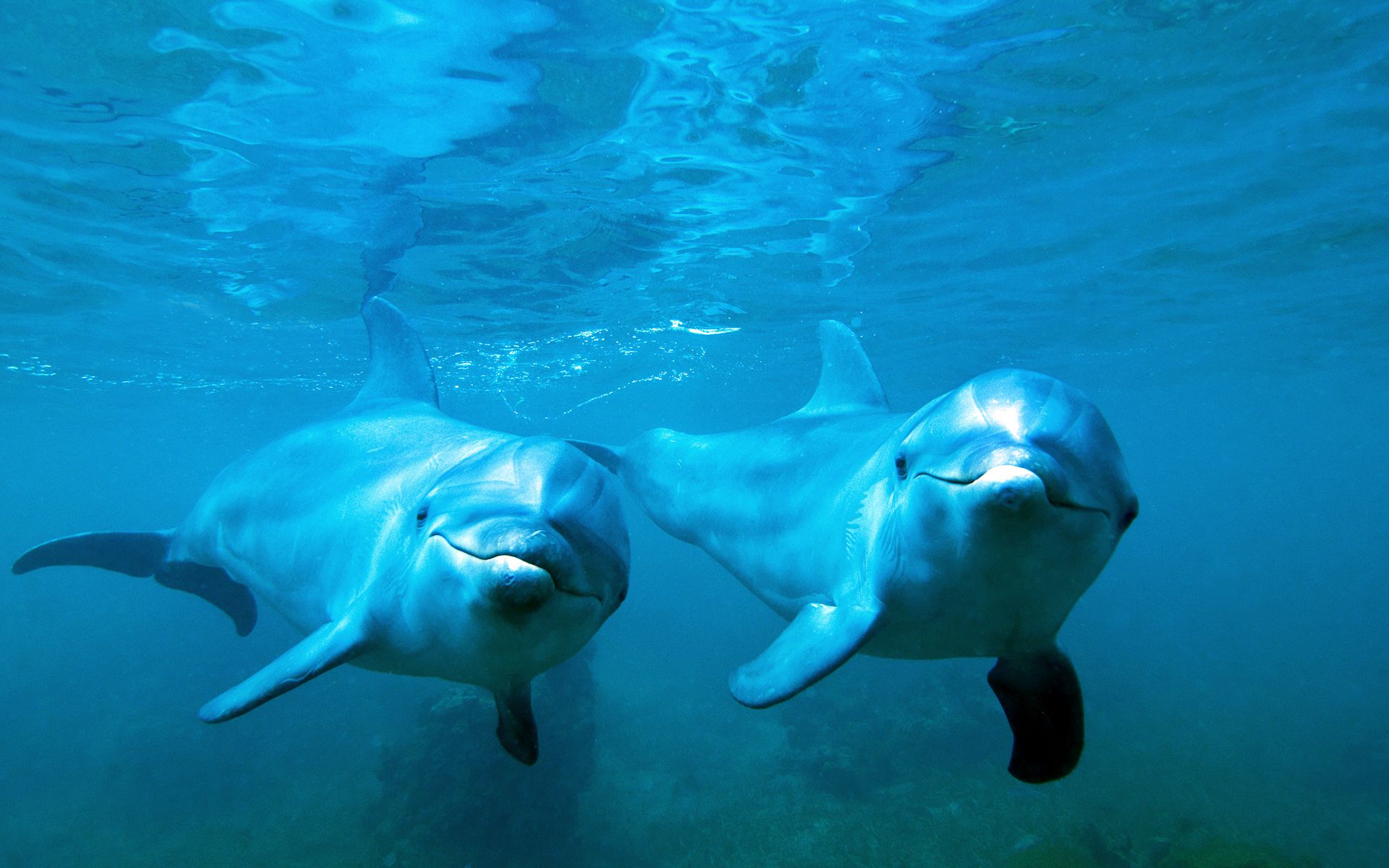 621973 descargar fondo de pantalla animales, delfin, delfín nariz de botella: protectores de pantalla e imágenes gratis