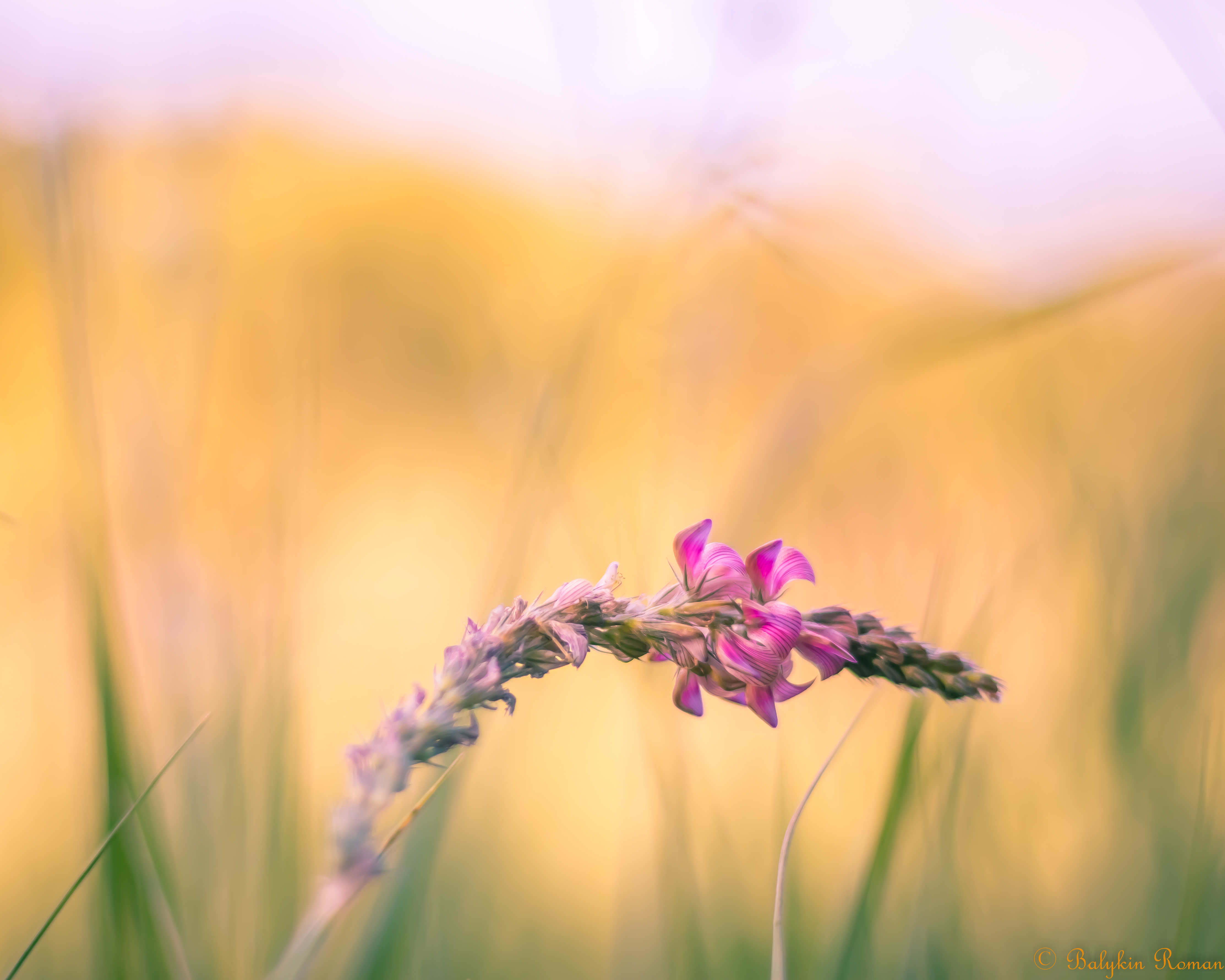 Handy-Wallpaper Blumen, Blume, Erde/natur kostenlos herunterladen.