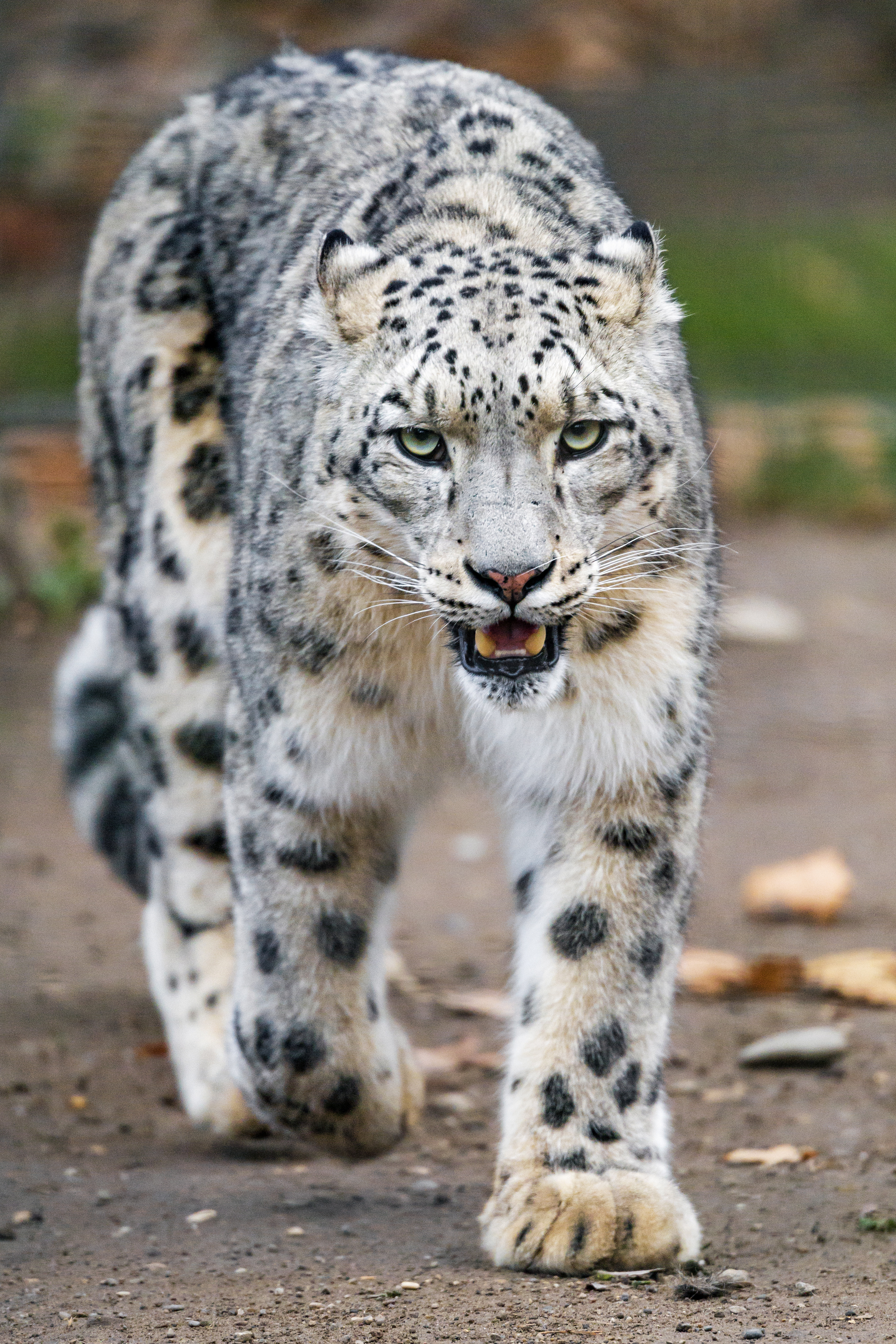 snow leopard, animals, predator, big cat, paws HD wallpaper