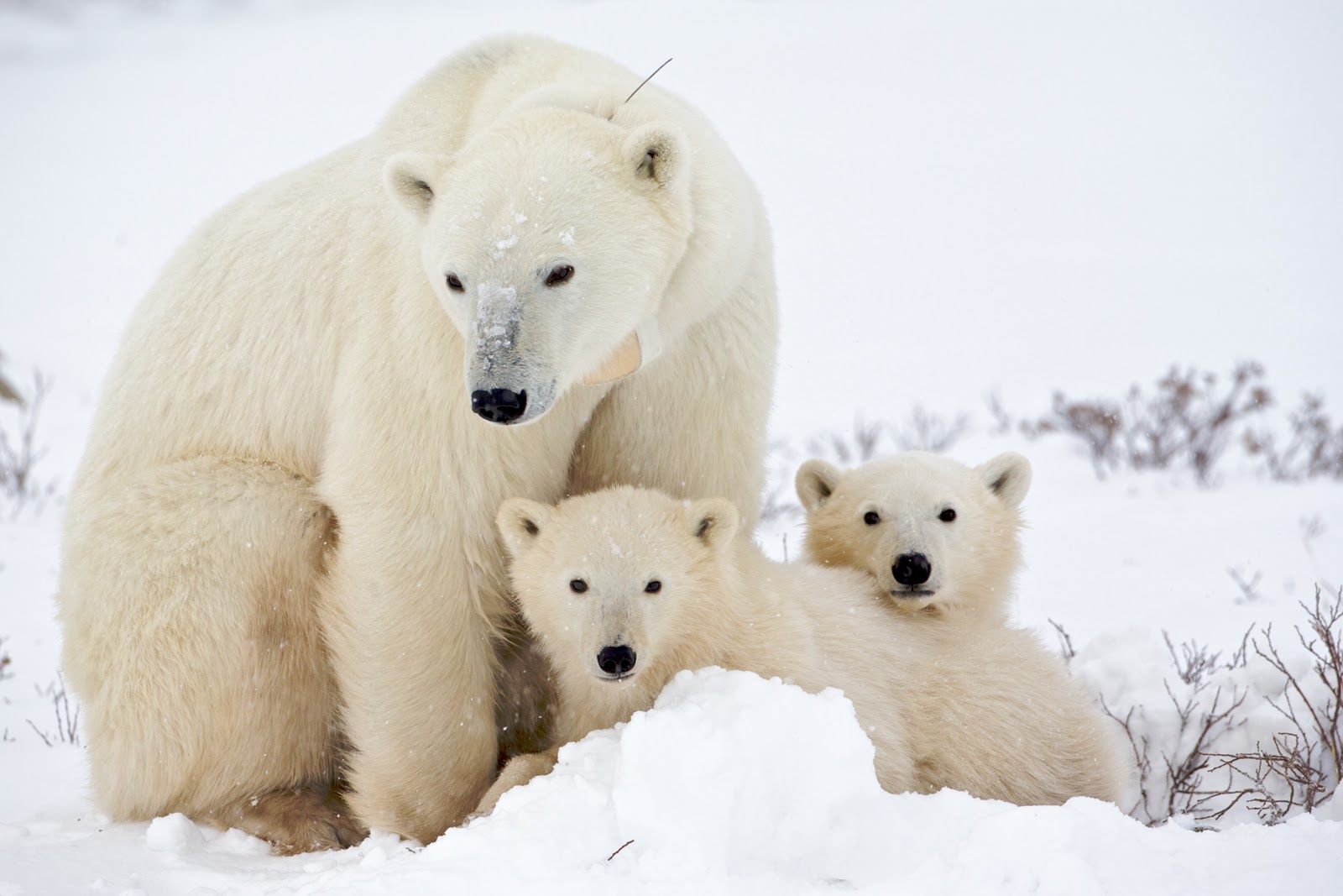 Скачать обои бесплатно Животные, Снег, Медведи, Детеныш, Полярный Медведь, Детеныш Животного картинка на рабочий стол ПК