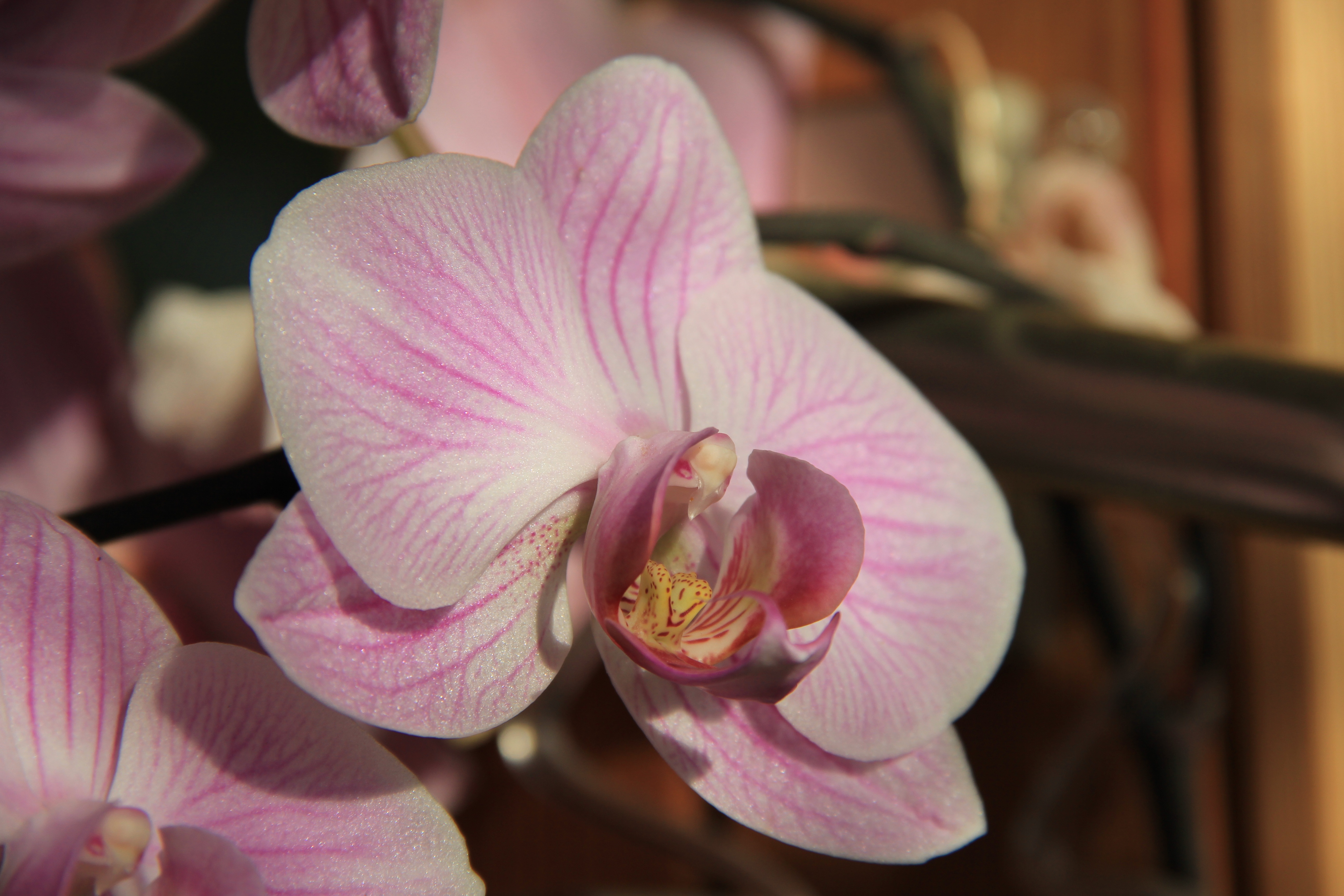 Laden Sie das Knospe, Bud, Orchidee, Orchid, Blume, Nahaufnahme, Blumen-Bild kostenlos auf Ihren PC-Desktop herunter