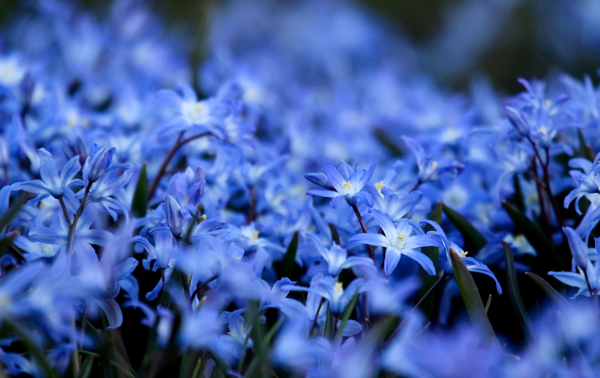Download mobile wallpaper Flowers, Flower, Macro, Earth, Blue Flower for free.