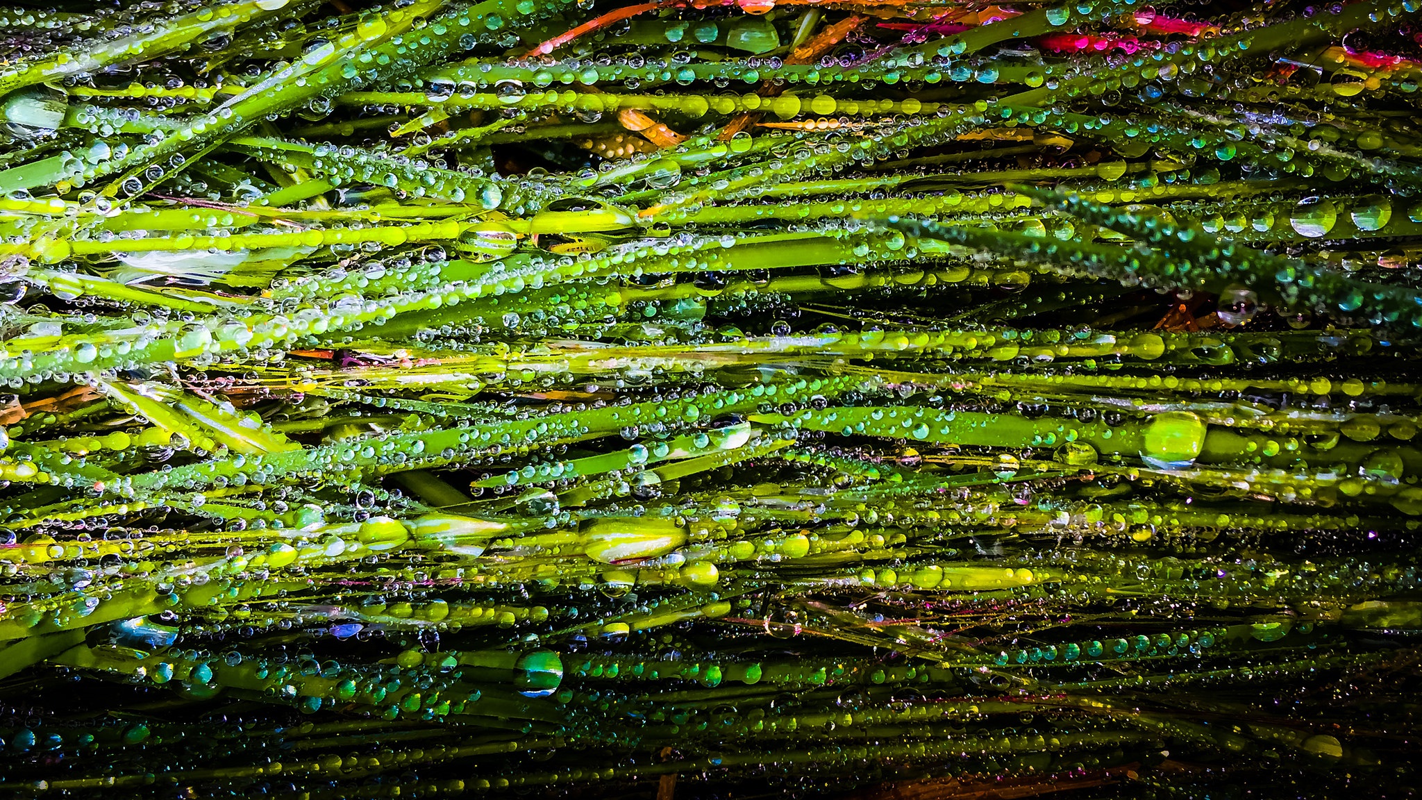 Laden Sie das Natur, Makro, Gras, Wassertropfen, Erde/natur-Bild kostenlos auf Ihren PC-Desktop herunter