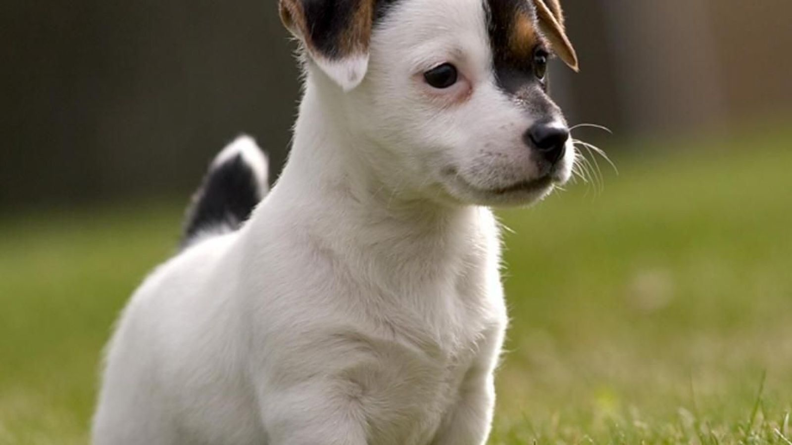 Laden Sie das Tiere, Hund, Süß, Welpen, Jack Russell Terrier, Tierbaby-Bild kostenlos auf Ihren PC-Desktop herunter