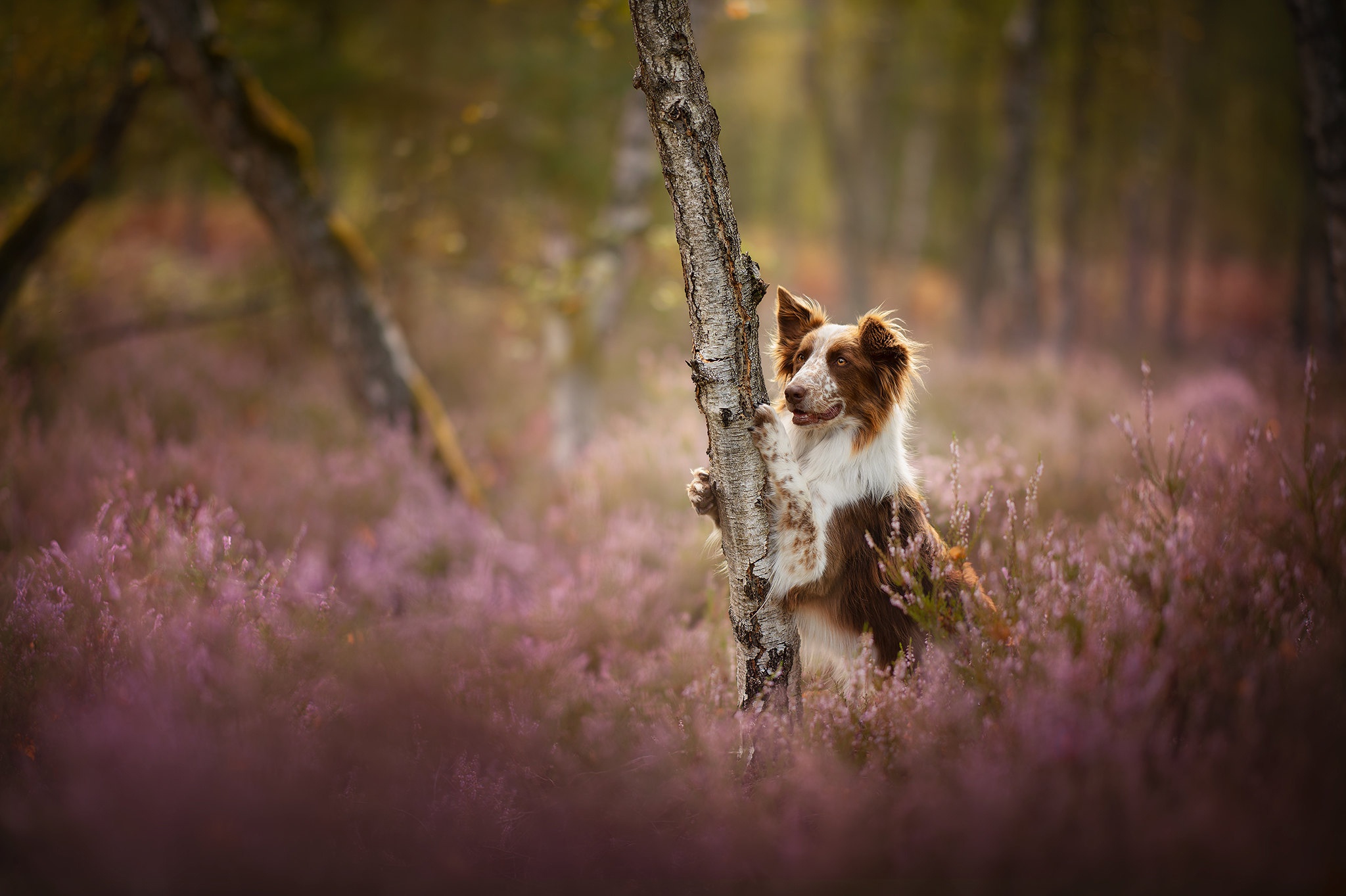 Download mobile wallpaper Dogs, Heather, Dog, Animal, Border Collie, Depth Of Field for free.