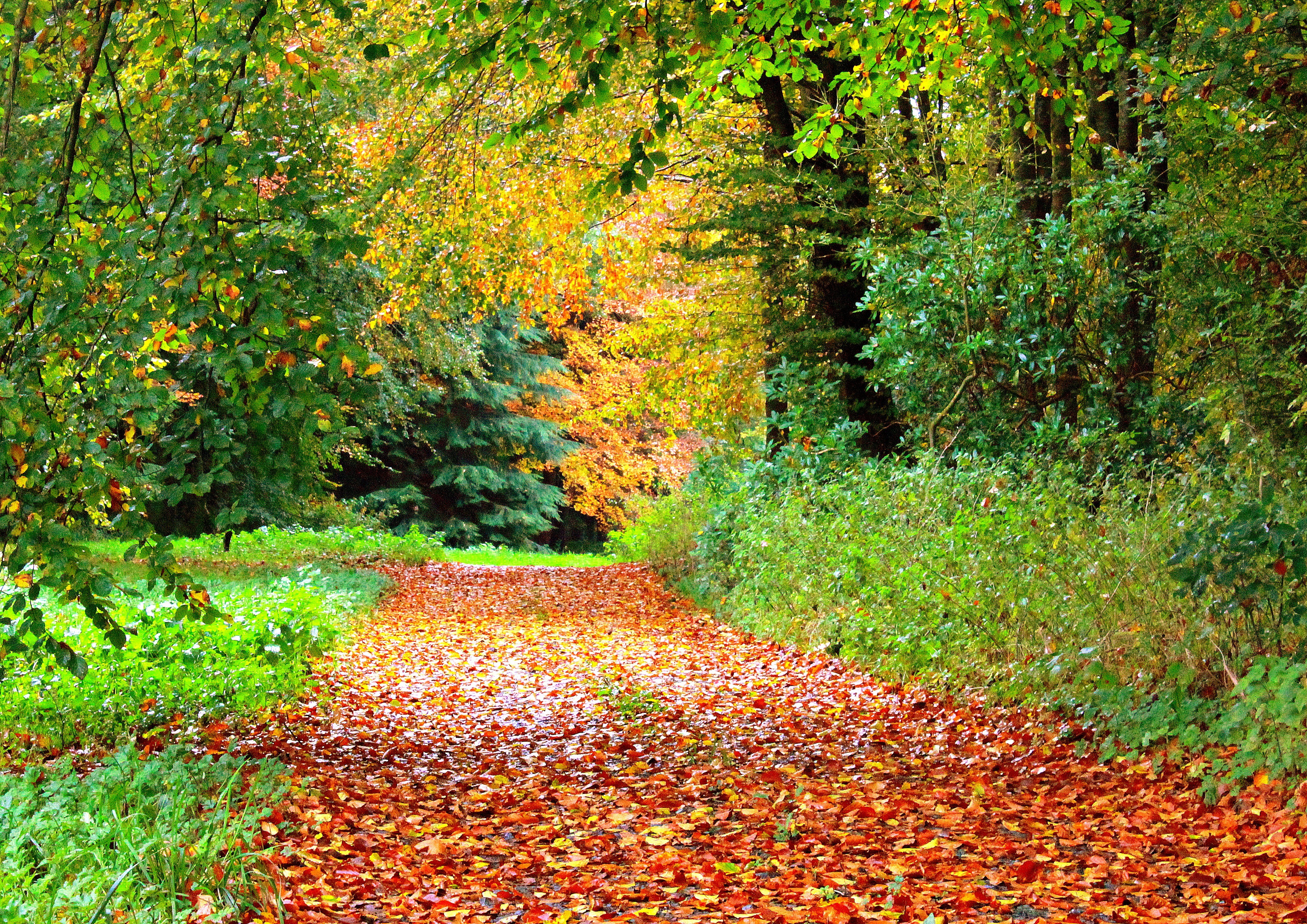 Скачать картинку Осень, Лес, Дерево, Листва, Дорожка, Земля/природа в телефон бесплатно.