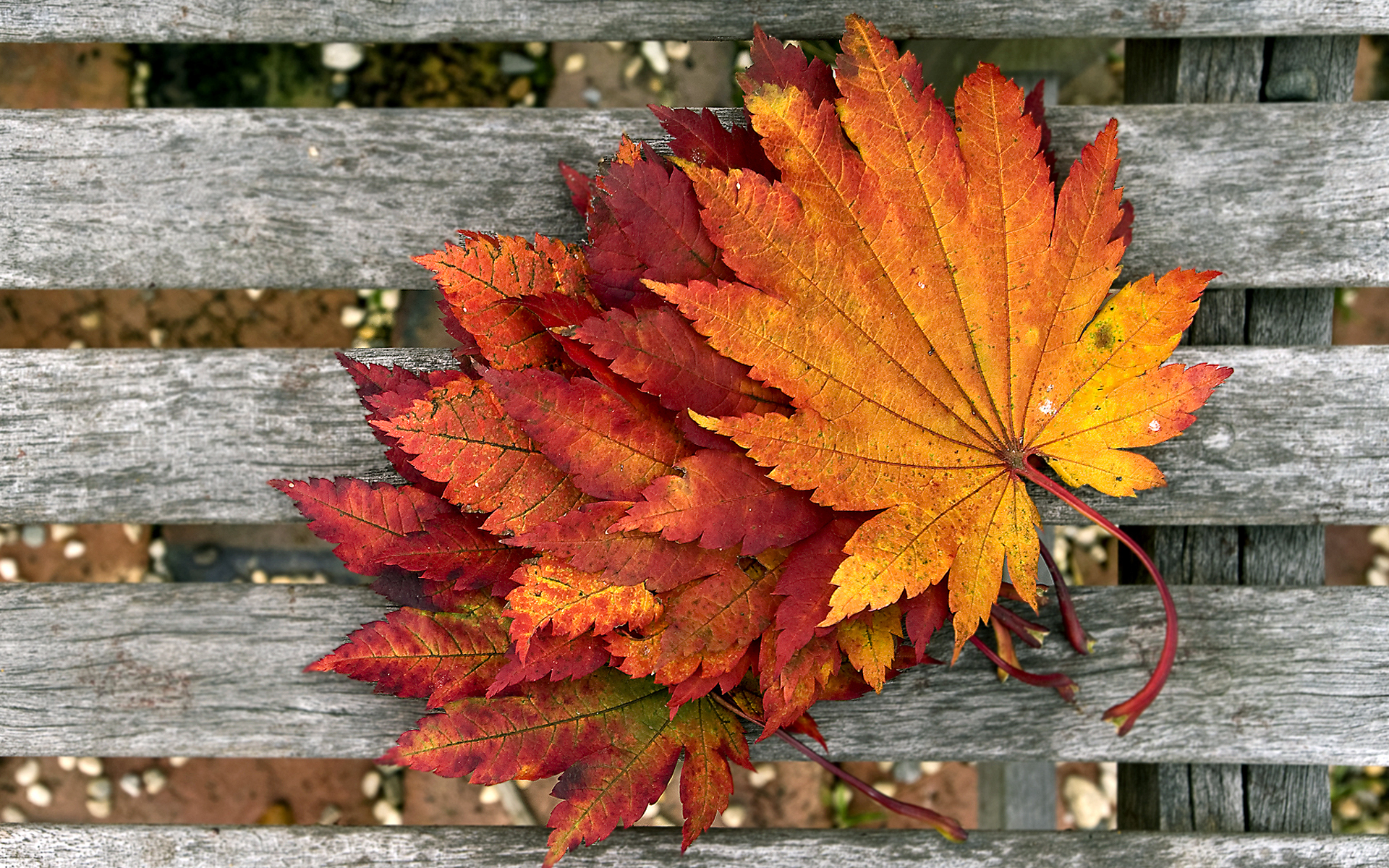 Download mobile wallpaper Leaf, Earth for free.