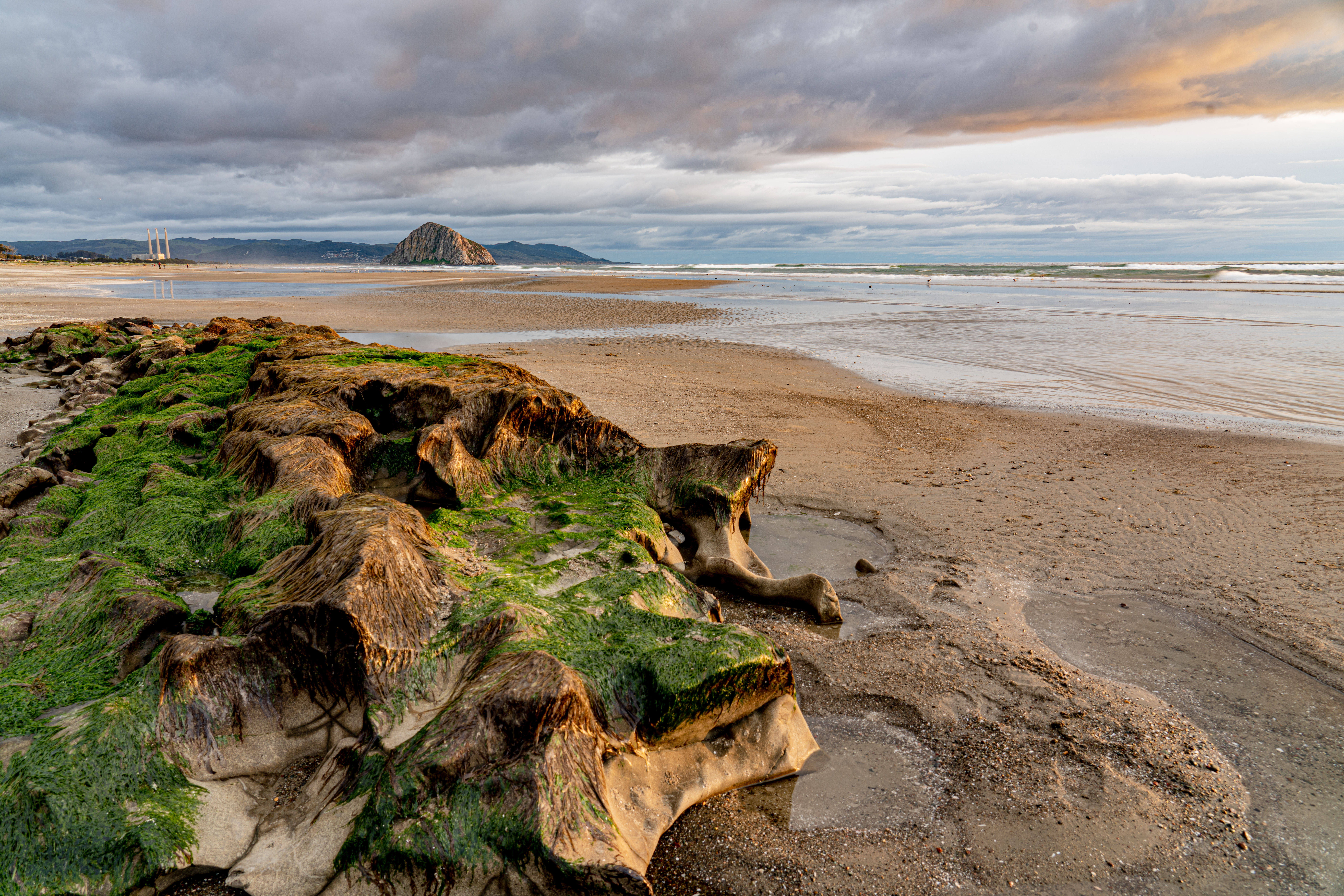 seaweed, nature, water, stones, sea, beach, horizon, algae Free Stock Photo