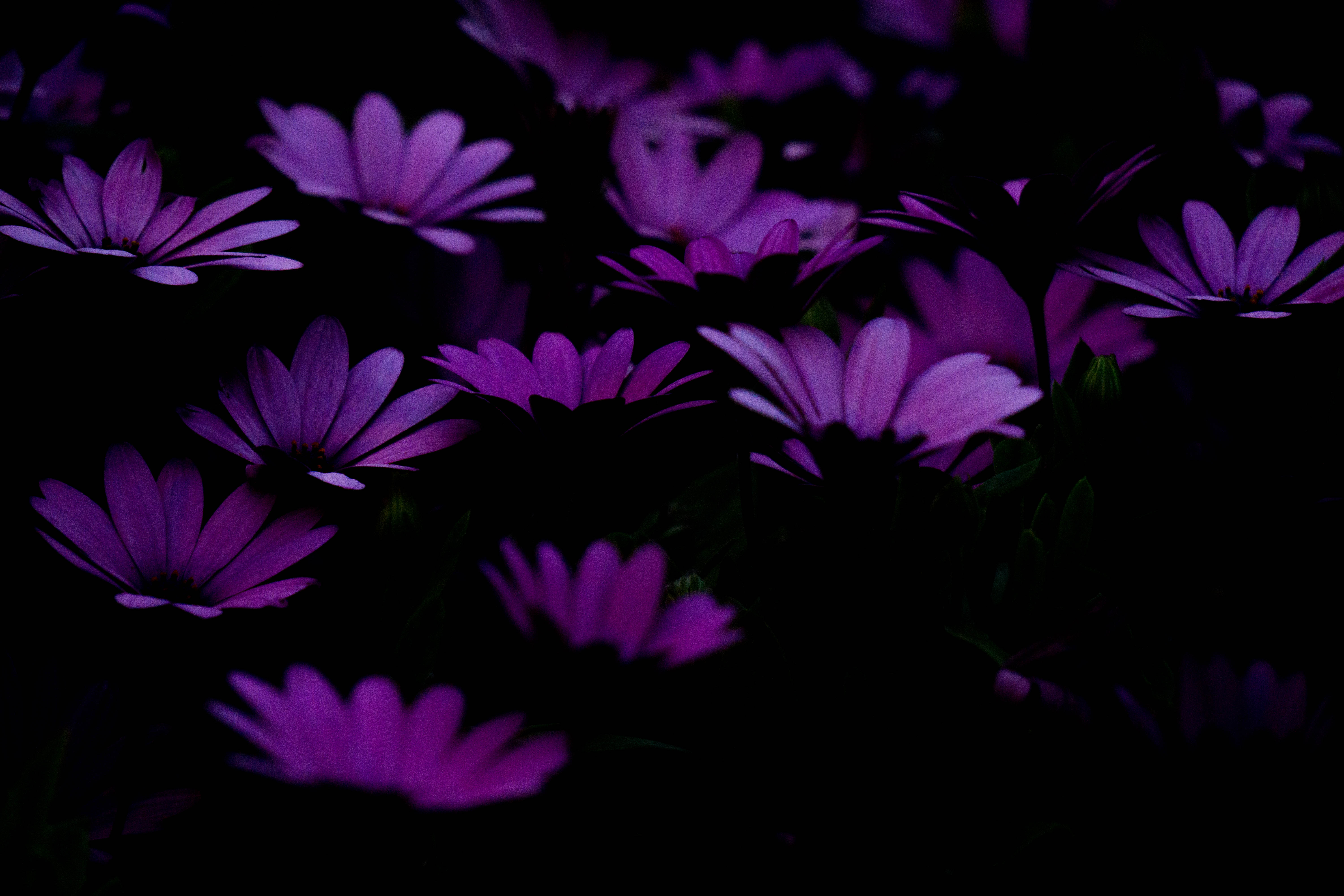 Download mobile wallpaper Flowers, Violet, Purple, Dark for free.