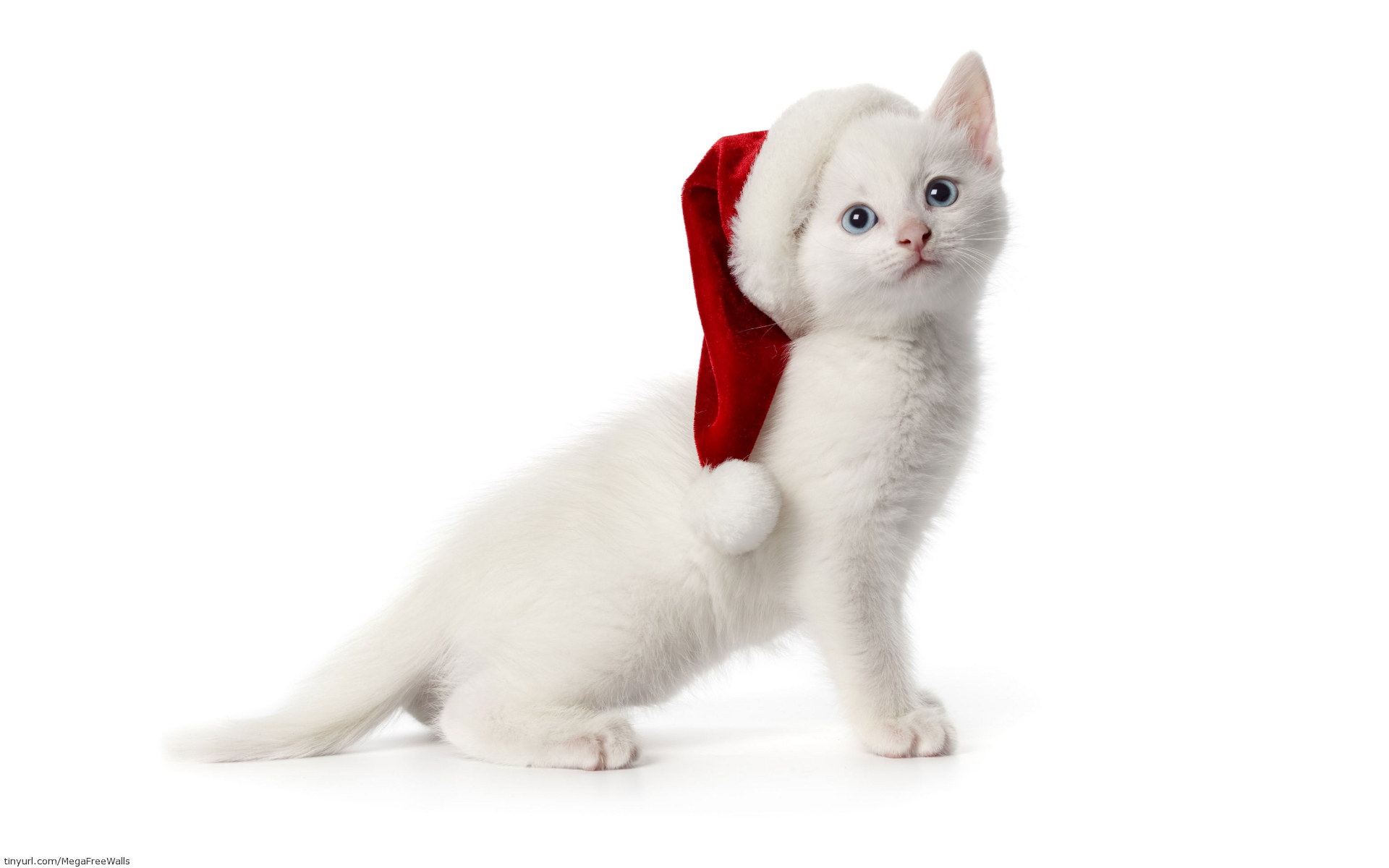 無料モバイル壁紙動物, ネコ, 子猫, 可愛い, サンタハットをダウンロードします。