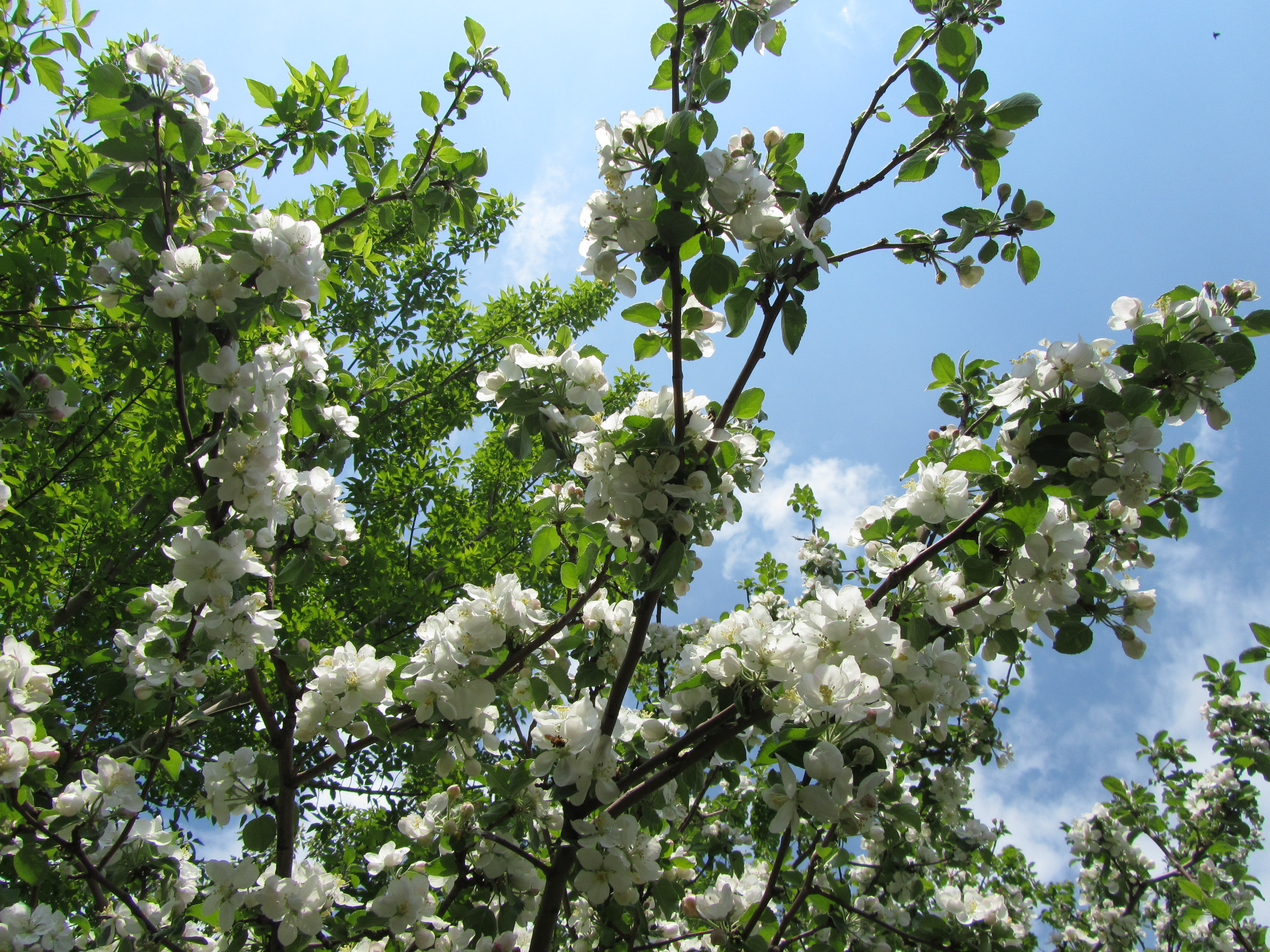 Baixe gratuitamente a imagem Floração, Terra/natureza na área de trabalho do seu PC