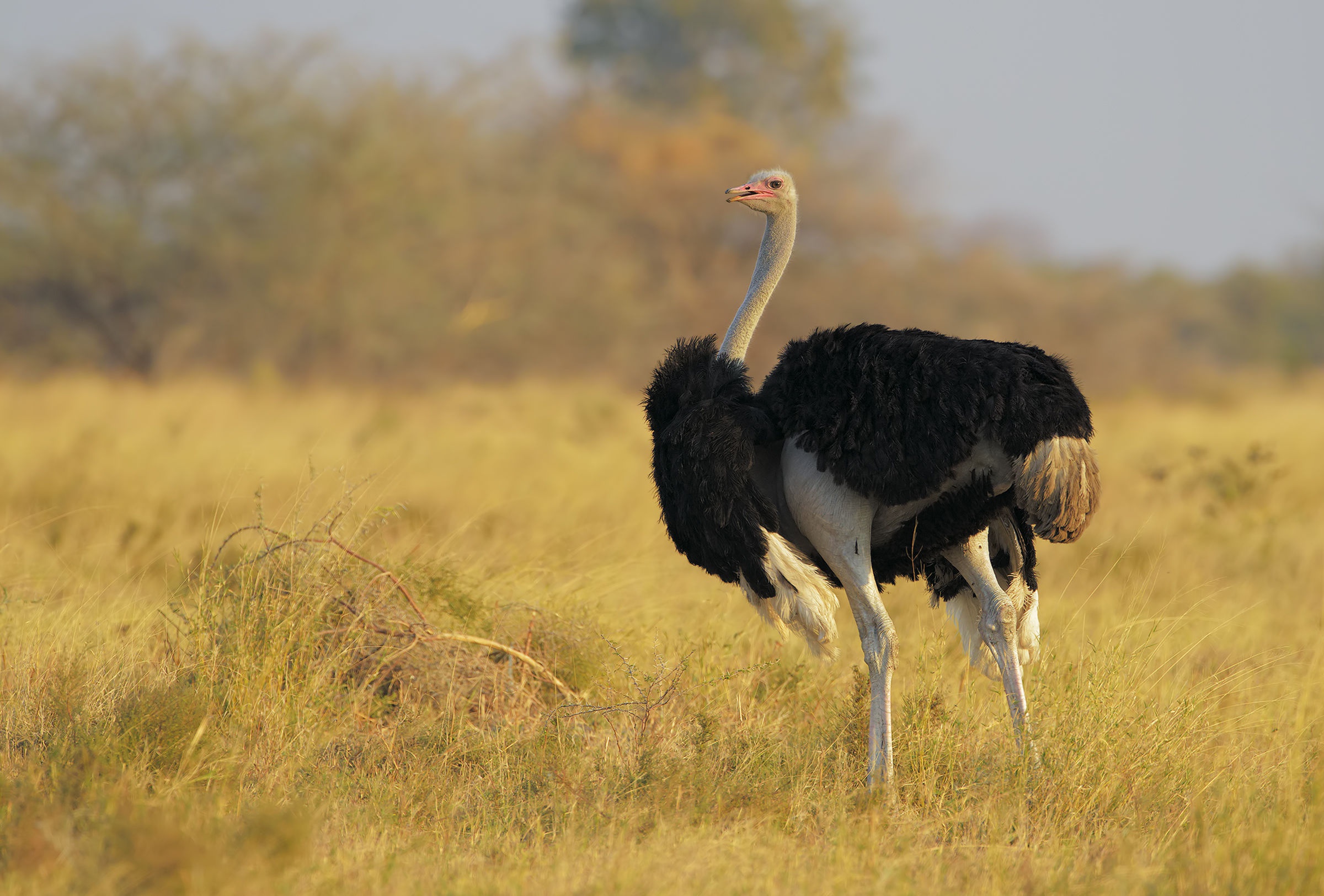 ostrich, bird, animal, grass, wings, birds
